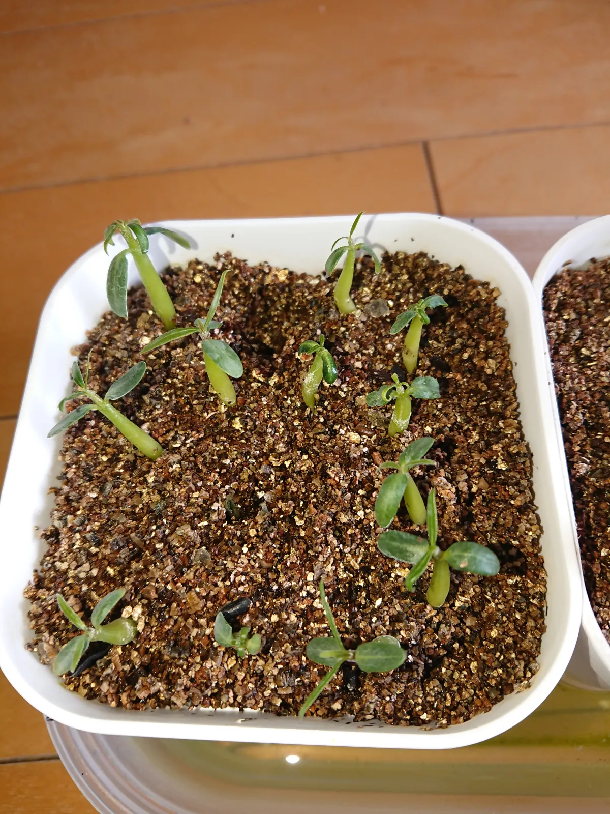 Pachypodium rosulatum var. gracilius (パキポディウム グラキリス)