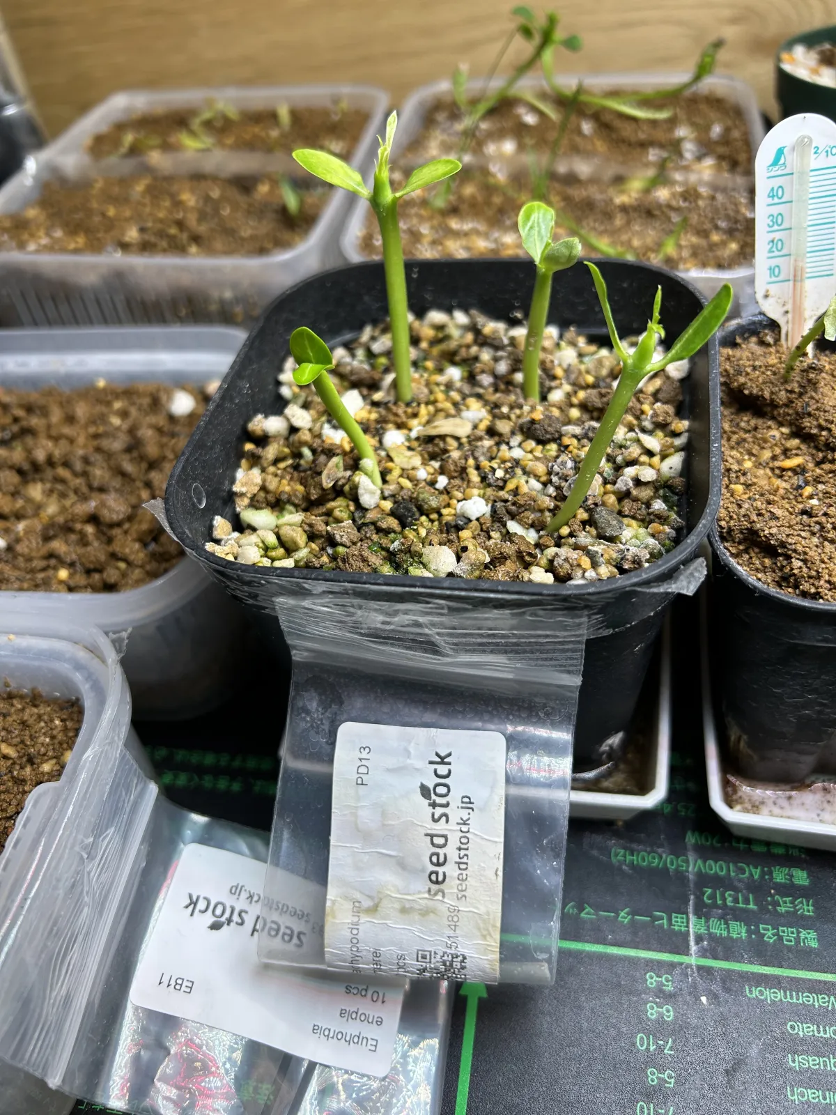 Pachypodium lamerei (パキポディウム ラメレイ 夢叶棒)