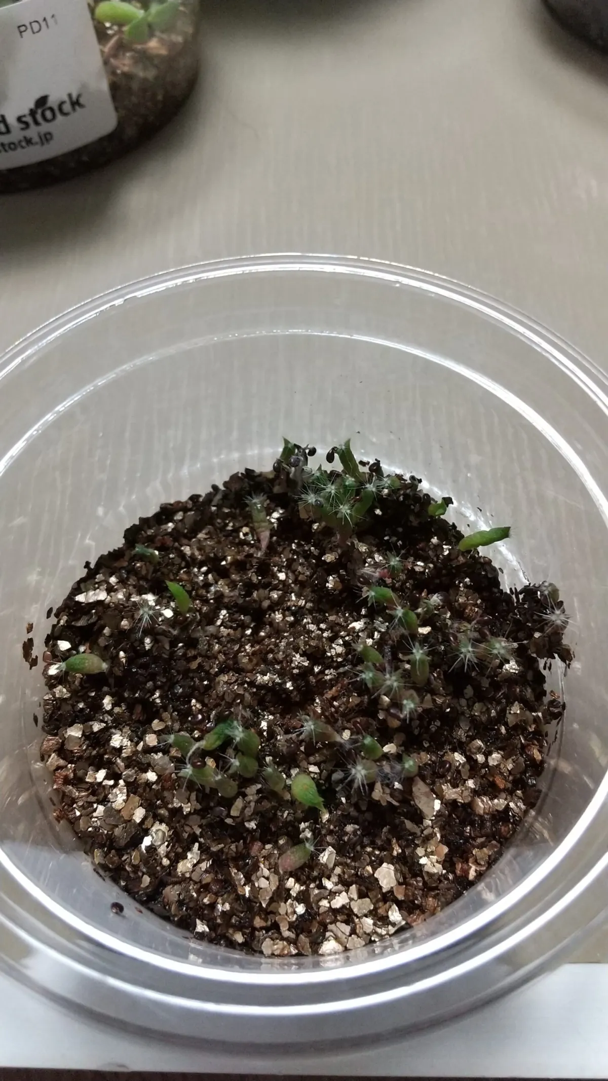 Echinocactus grusonii (エキノカクタス キンシャチ)