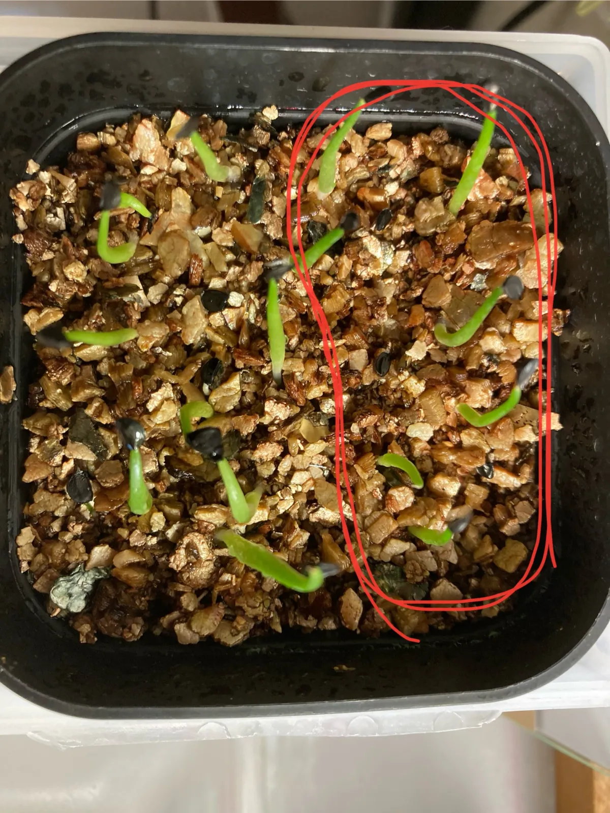 Agave horrida subsp. perotensis (アガベ ペロテンシス)