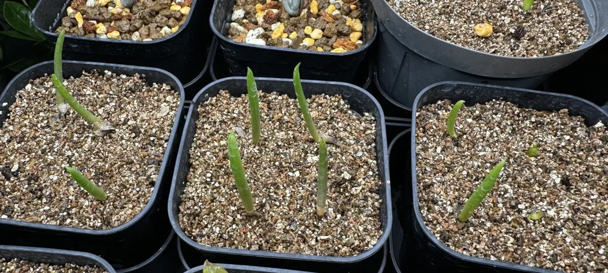 Aloe suzannae (アロエ スザンナエ)