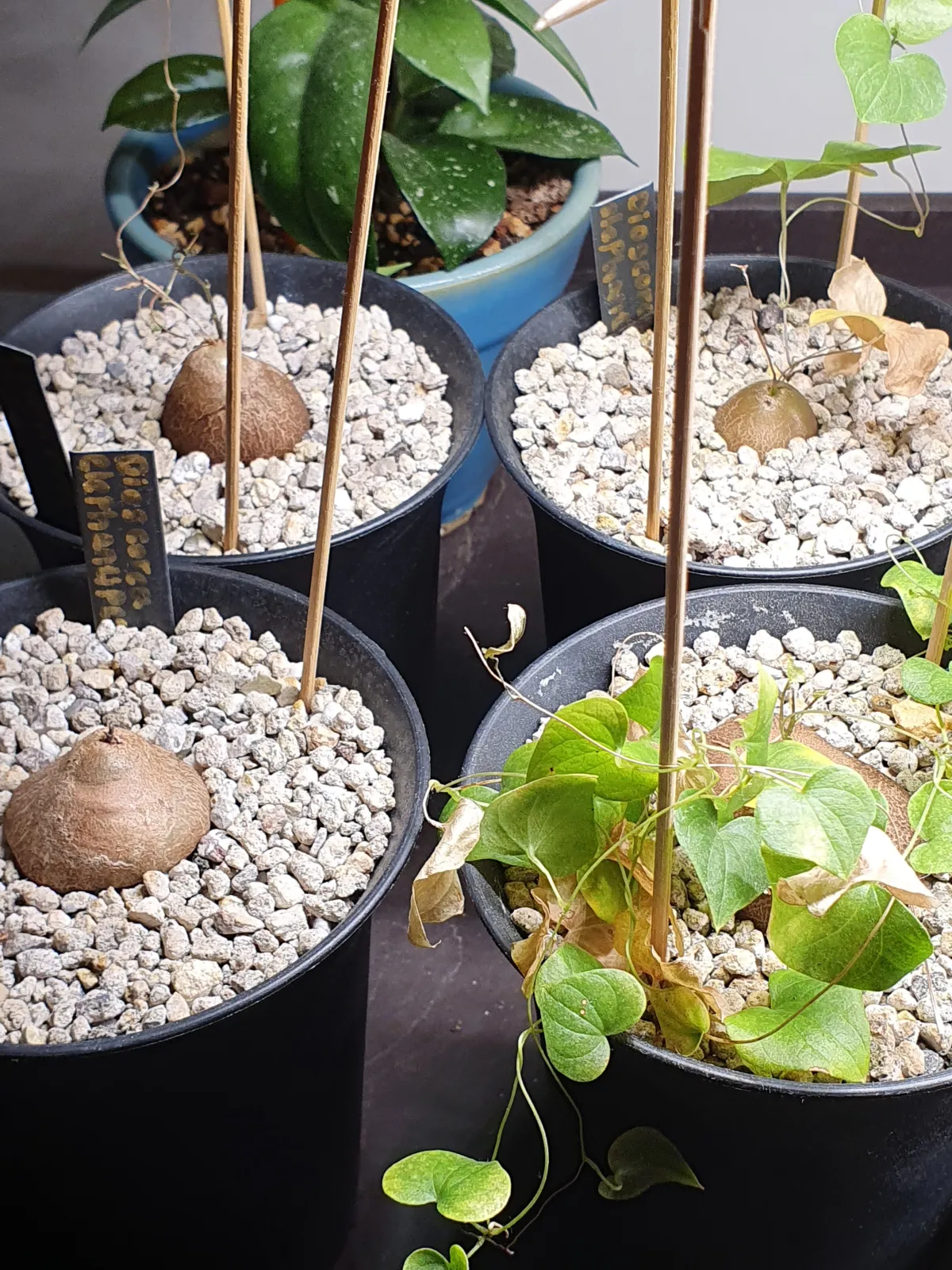 Dioscorea elephantipes (ディオスコレア エレファンティペス アフリカ亀甲竜)