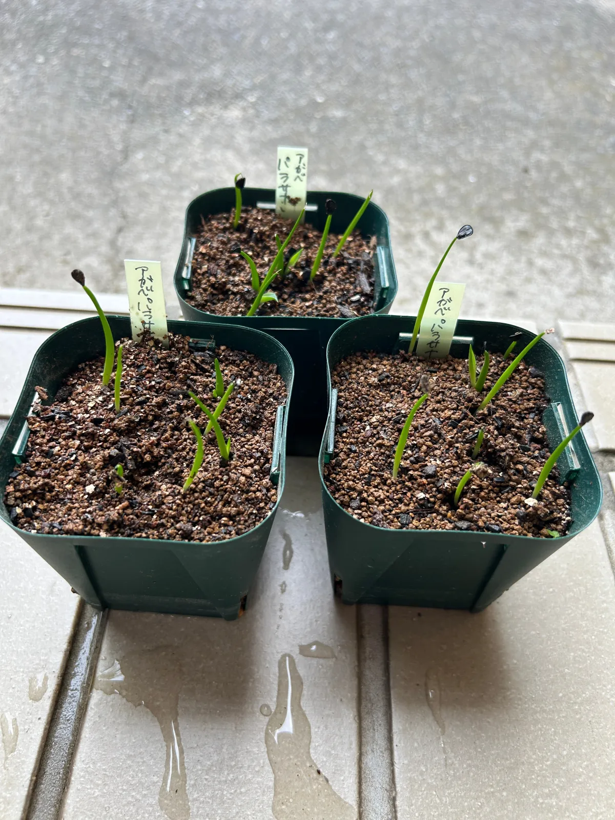 Agave parrasana (アガベ パラサナ)