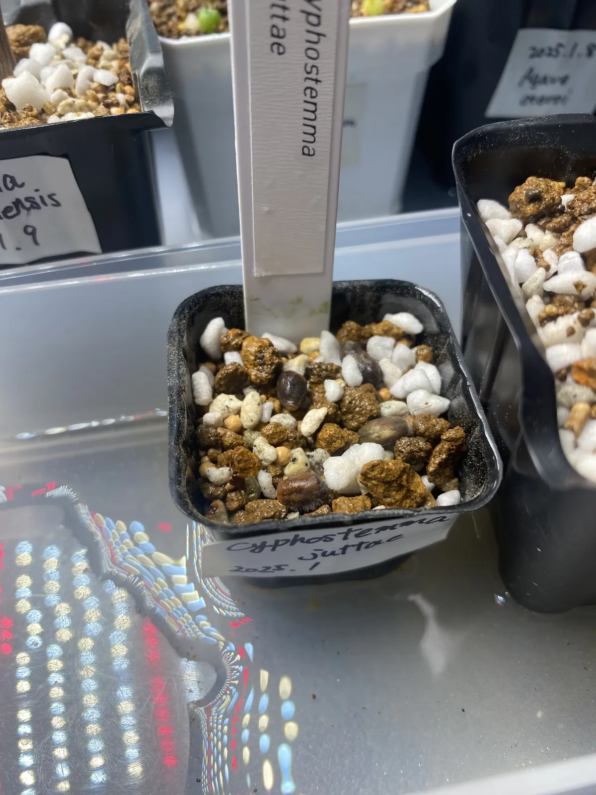 Cyphostemma juttae (キフォステンマ ユッタエ)