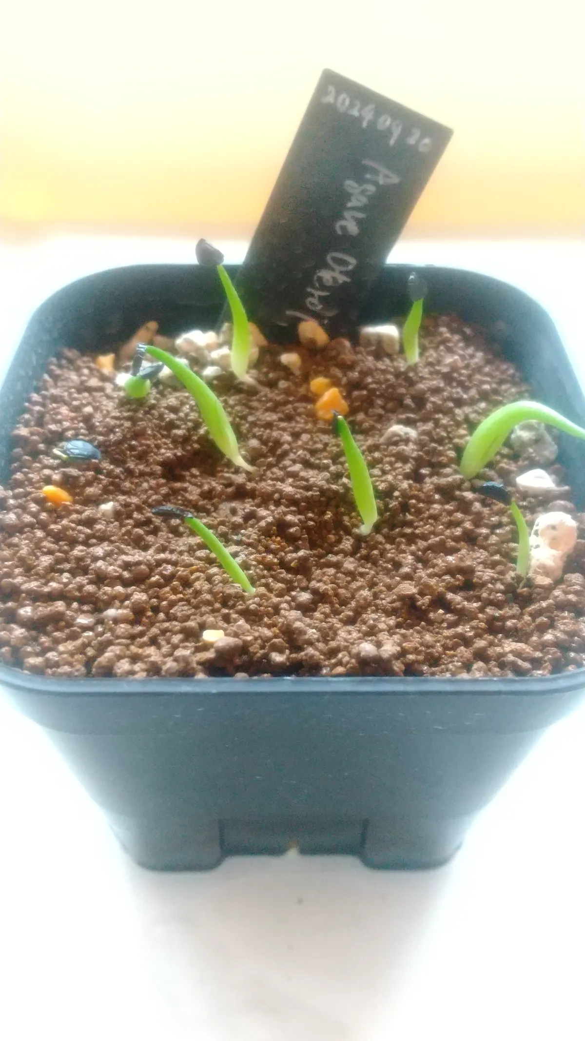 Agave oteroi (アガベ オテロイ)