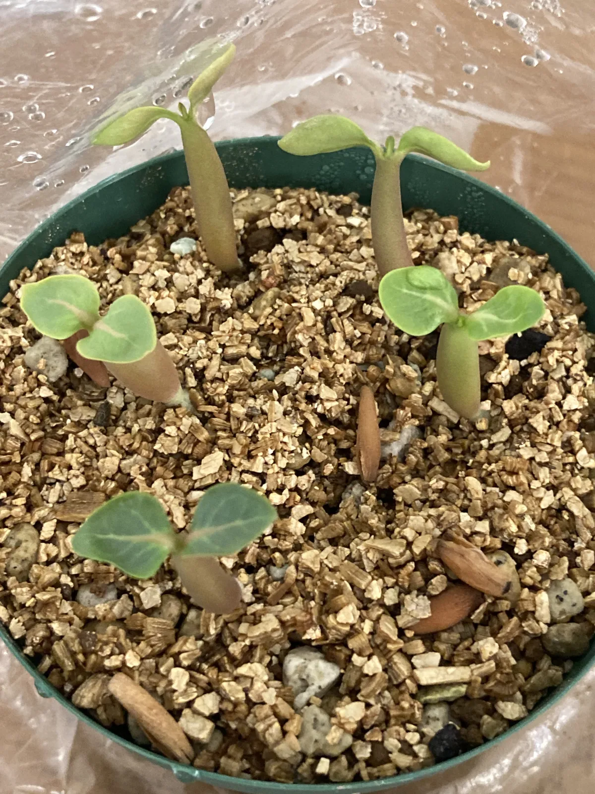 Adenium arabicum (アデニウム アラビカムゴッジ)
