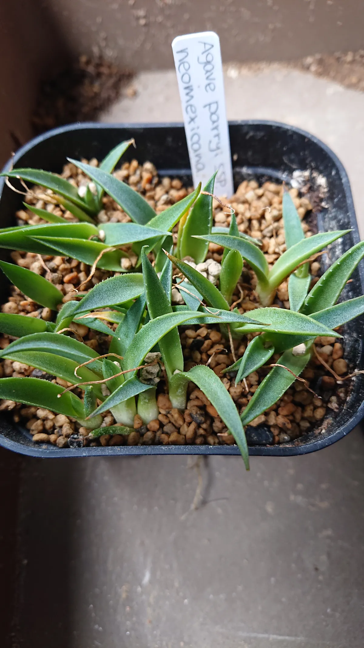Agave parryi subsp. neomexicana (アガベ ネオメキシカーナ)