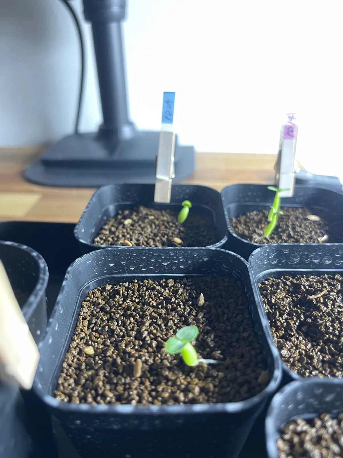 Pachypodium bispinosum (パキポディウム ビスピノーサム)