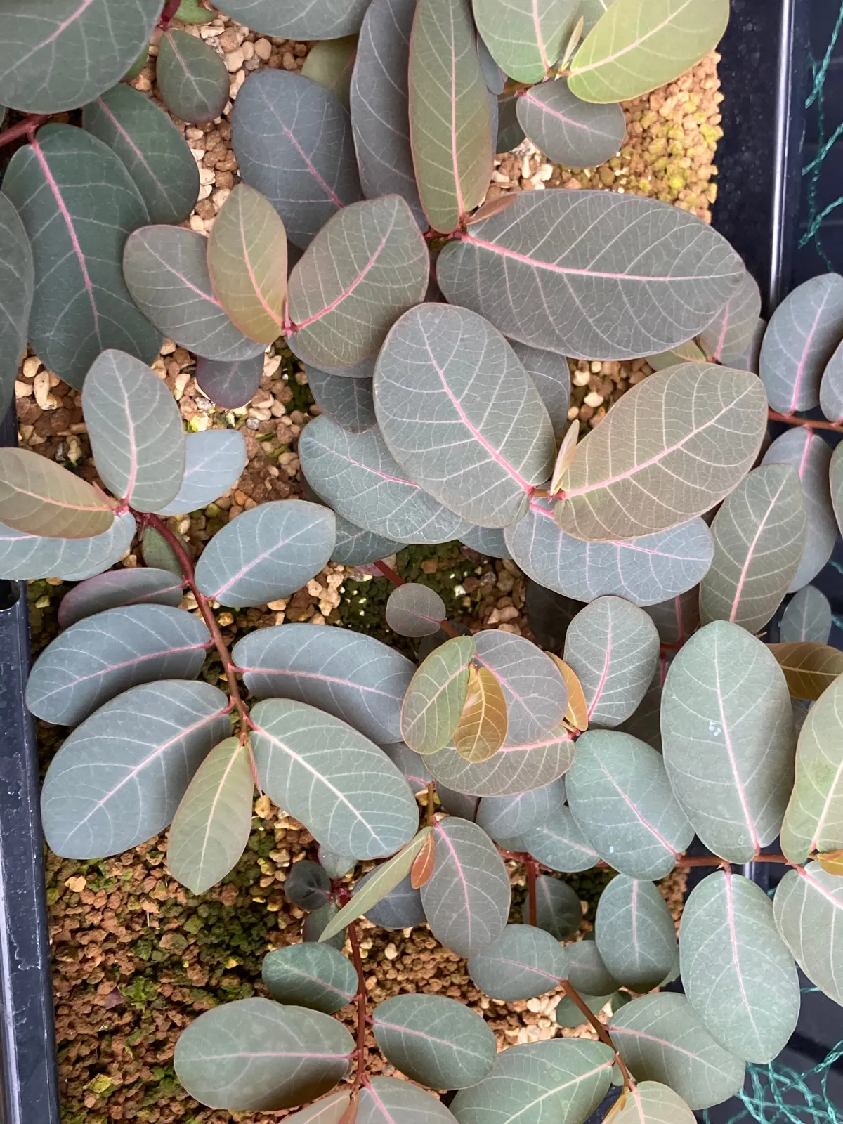 Phyllanthus mirabilis (フィランサス ミラビリス)