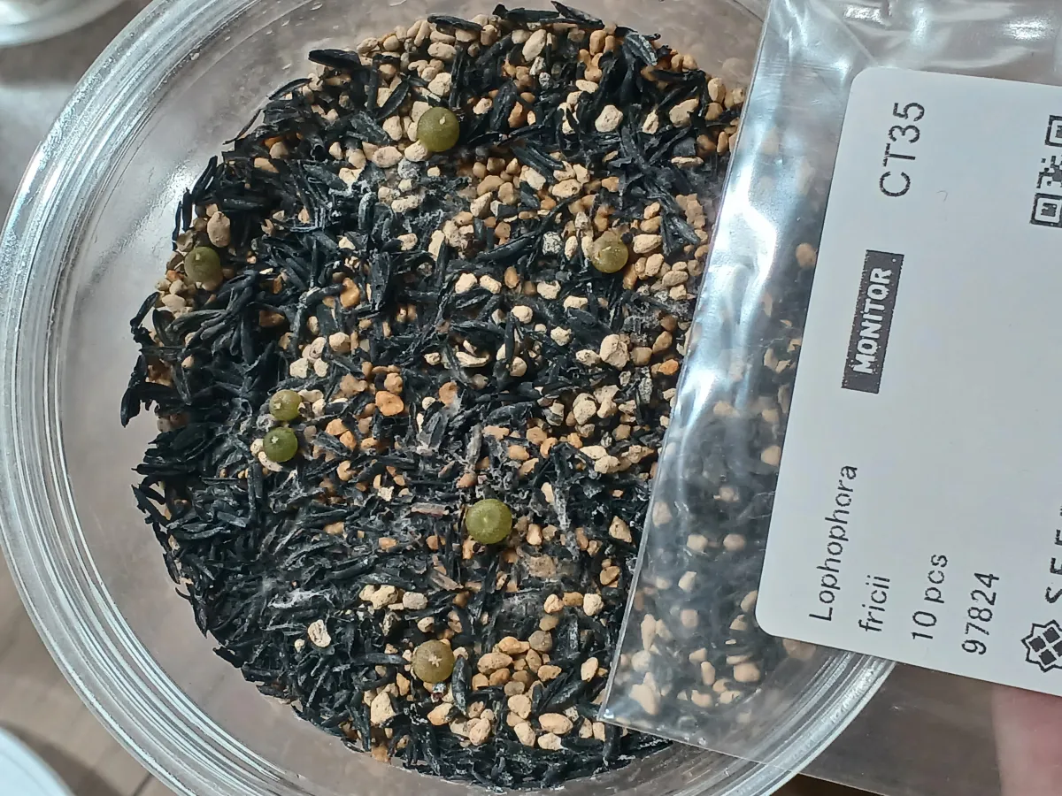 Lophophora fricii (ロフォフォラ 疣銀冠玉)