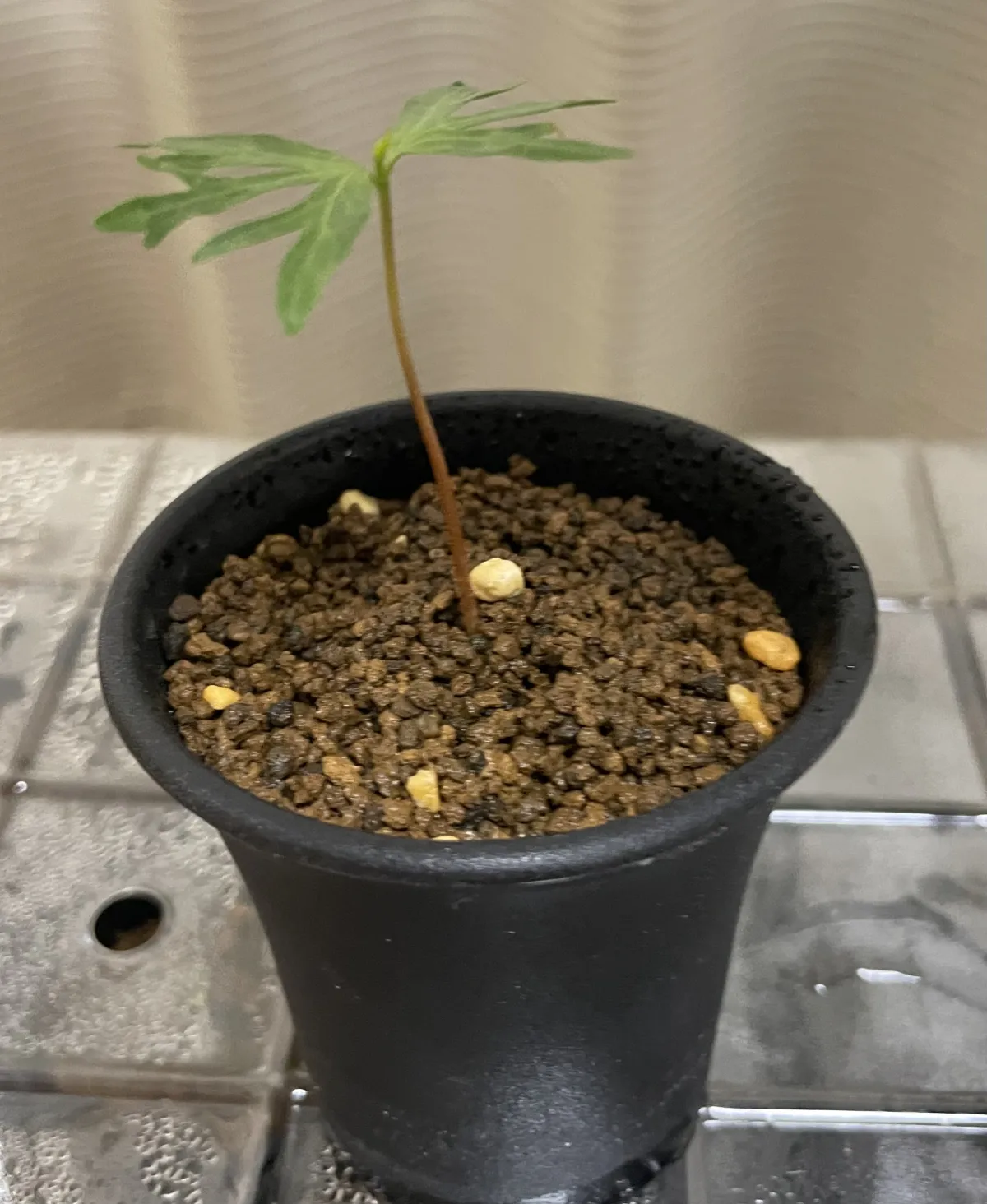 Bursera fagaroides (ブルセラ ファガロイデス)