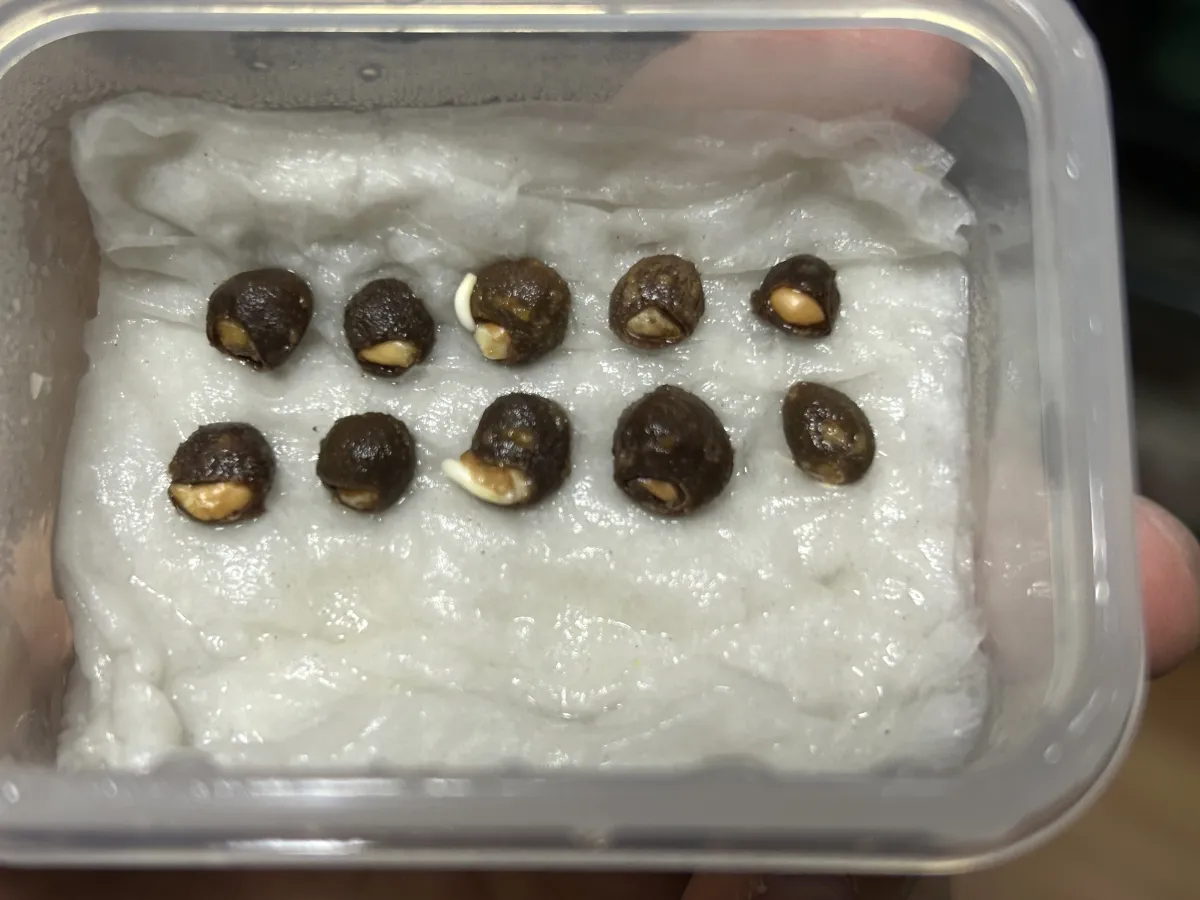 Operculicarya hyphaenoides (オペルクリカリア ヒファエノイデス2025E)