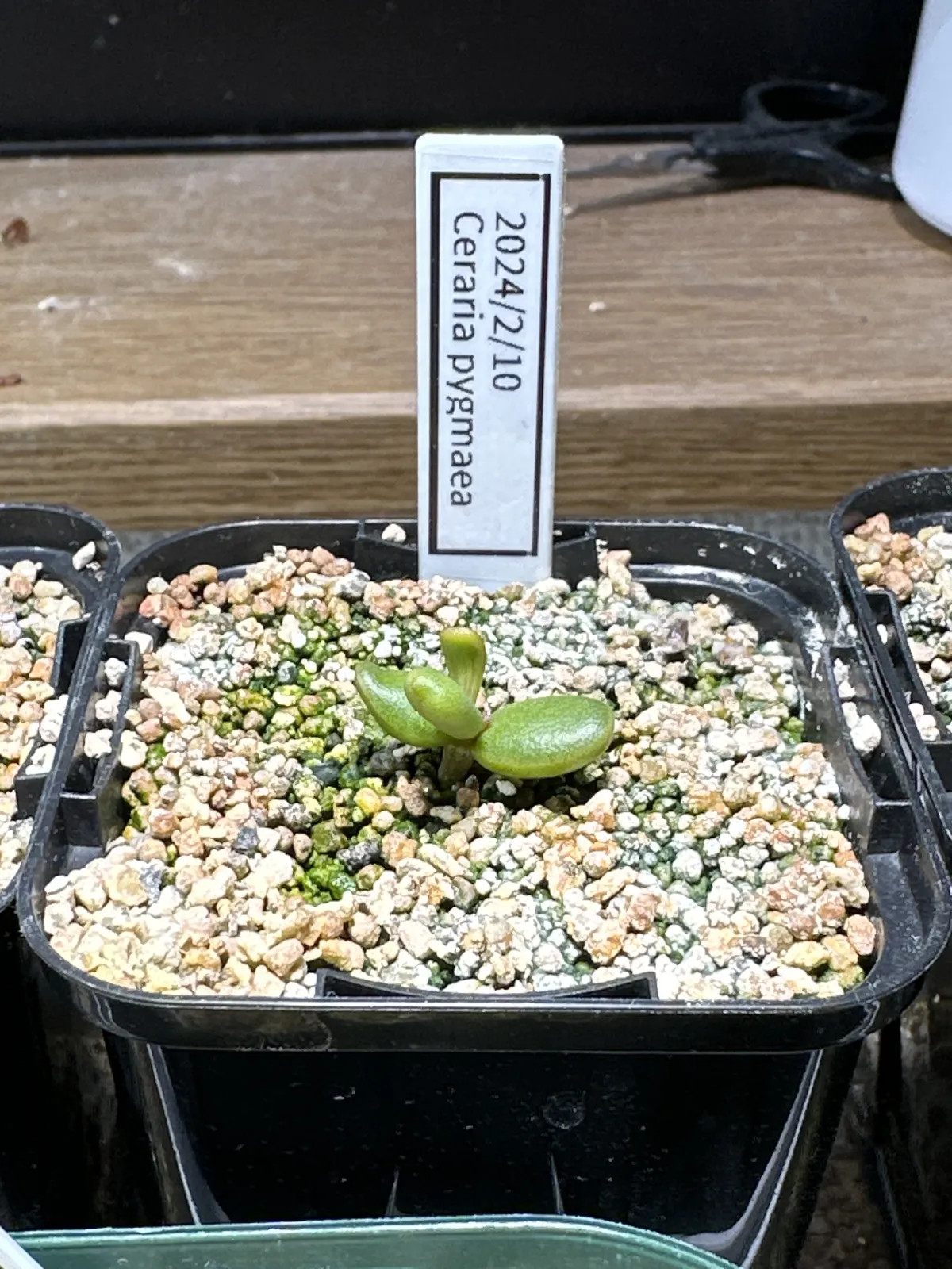 Ceraria pygmaea (ケラリア ピグマエア)