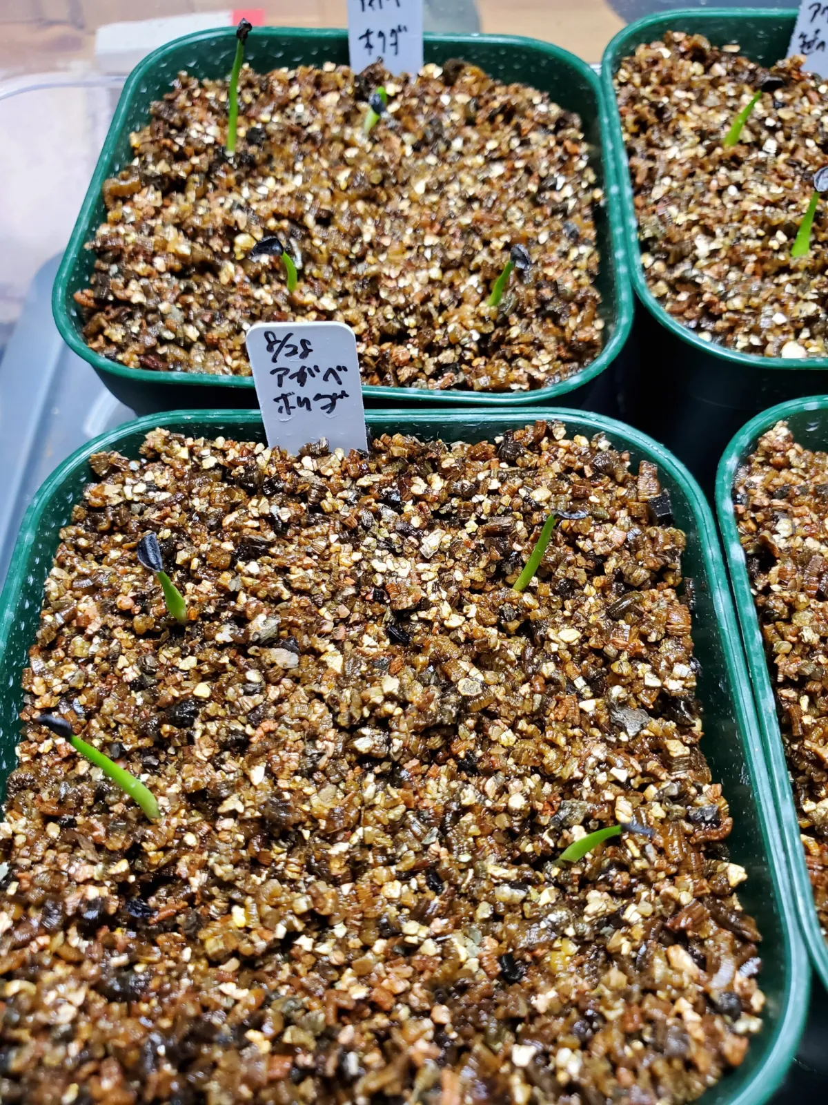 Agave horrida ssp. horrida (アガベ ホリダ)