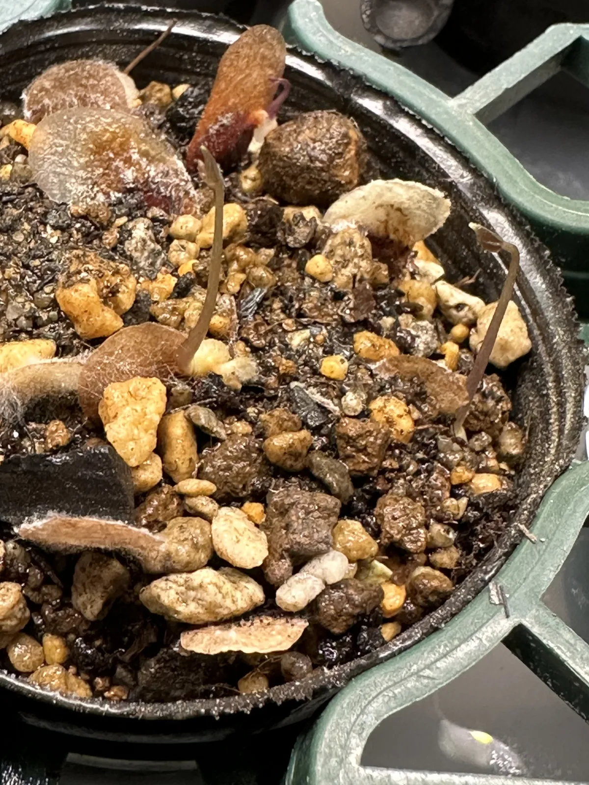 [チャレンジ種子] 亀甲竜 Dioscorea elephantipes ディオスコレア エレファンティペス 未発芽ロット