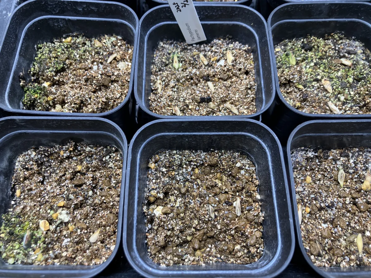 Pachypodium lamerei (パキポディウム ラメレイ 夢叶棒)