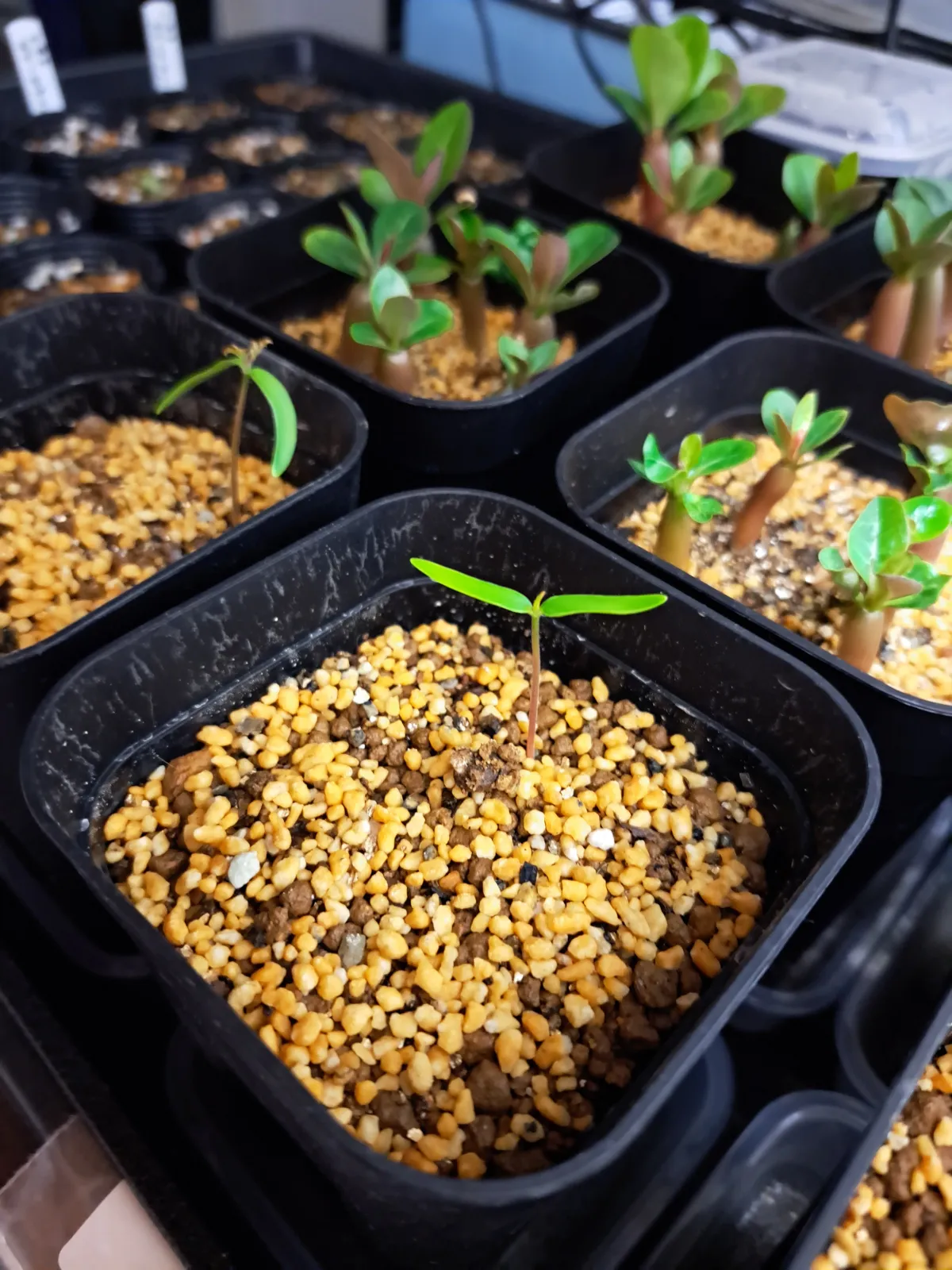 Operculicarya decaryi (オペルクリカリア デカリー)