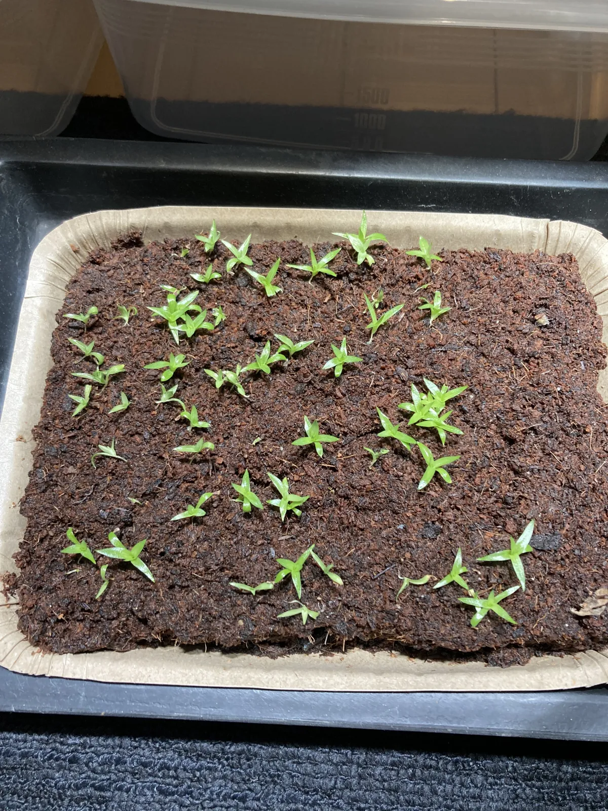 Puya coerulea var. coerulea Silver Puya, Pink Torch Puya (プヤ セルーレア)