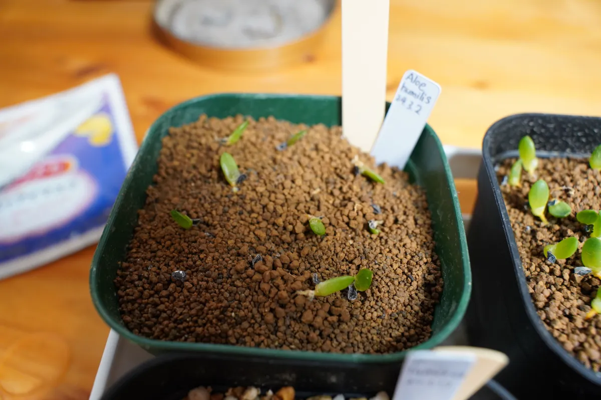 Aloe humilis (アロエ フミリス)