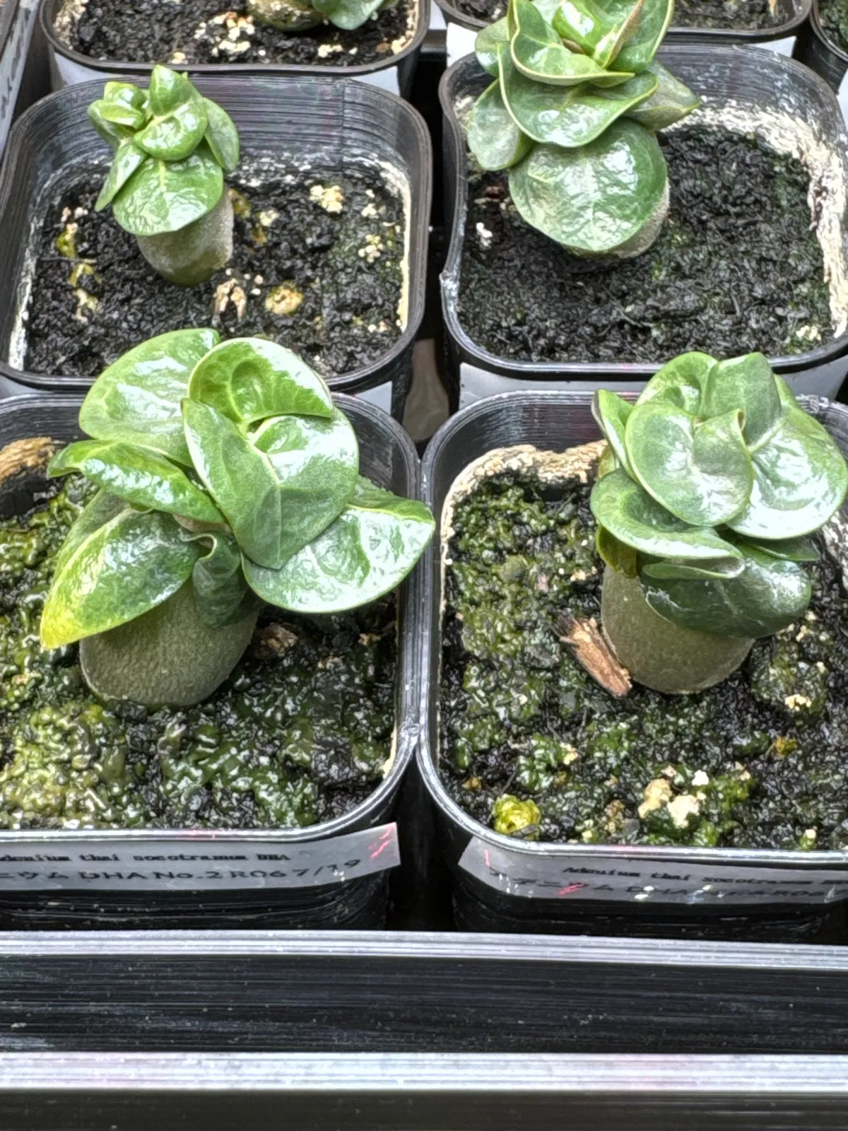 Adenium obesum thai socotranum DHA (アデニウム タイソコ DHA)