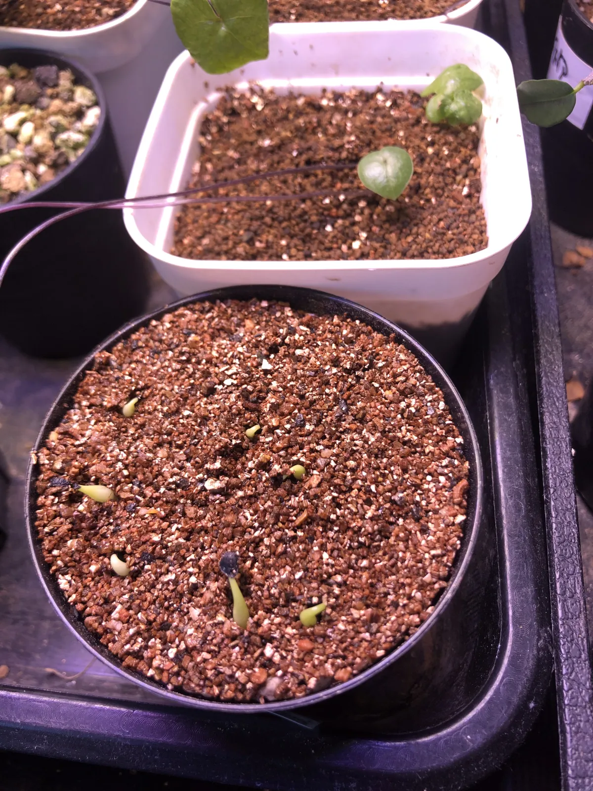 Agave guadalajarana (アガベ グアダラハラナ)