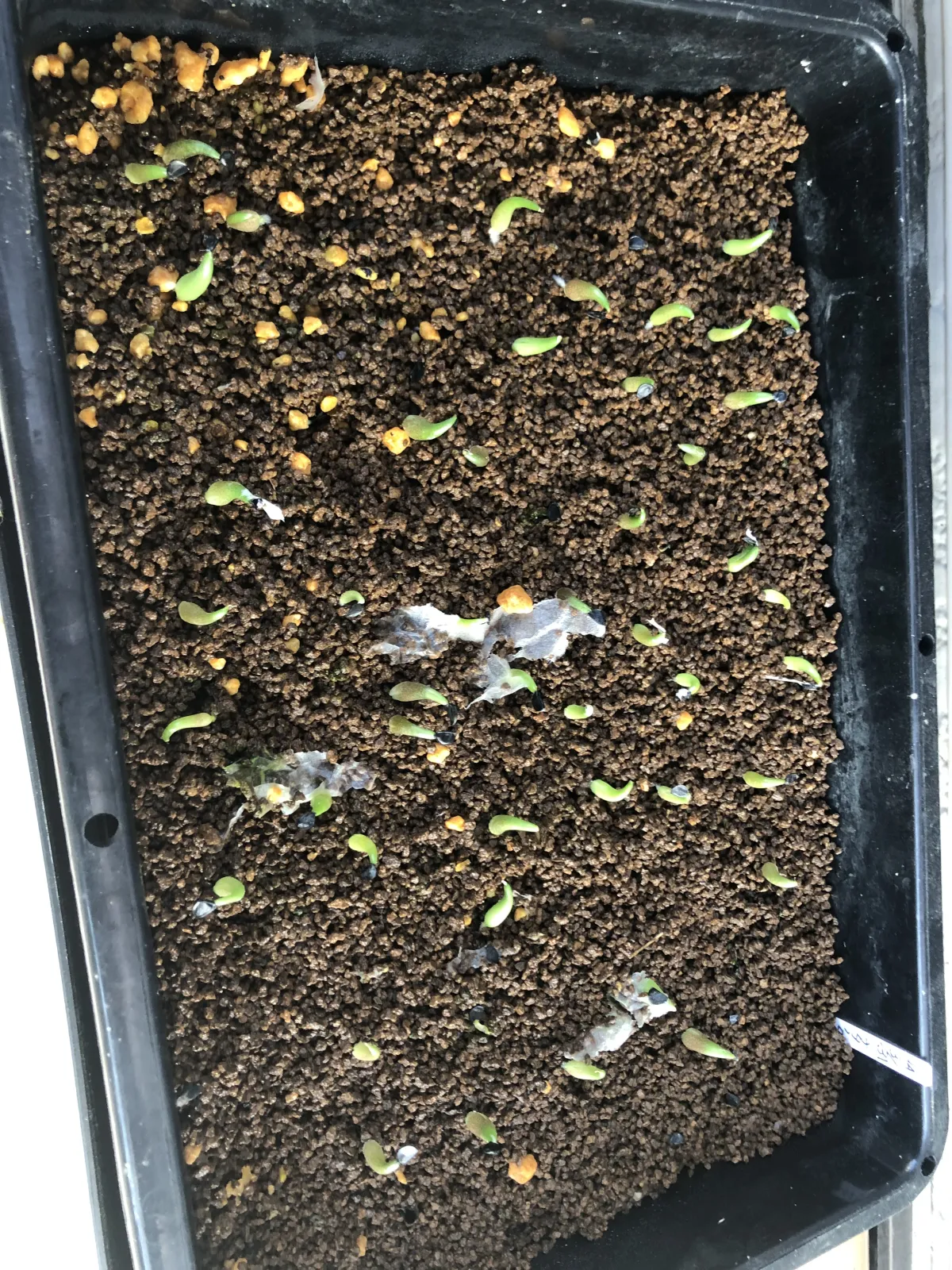 Agave titanota 'Blue' (アガベ チタノタブルー)