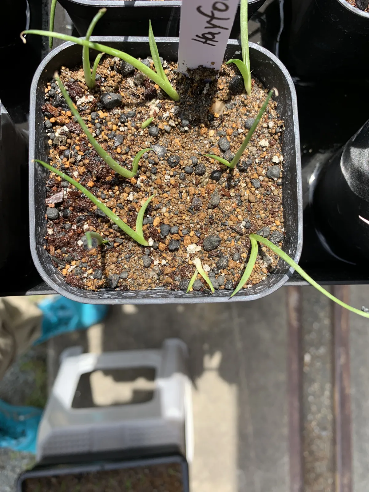 Agave utahensis var. eborispina 'Hayford' (アガベ エボリスピナ ヘイフォード)