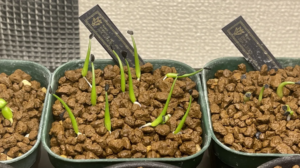 Agave utahensis var. eborispina 'Hayford' (アガベ エボリスピナ ヘイフォード)