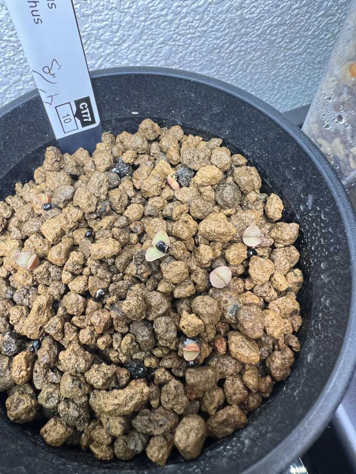 Pilosocereus chrysacanthus (ピロソケレウス クリサカンサス)