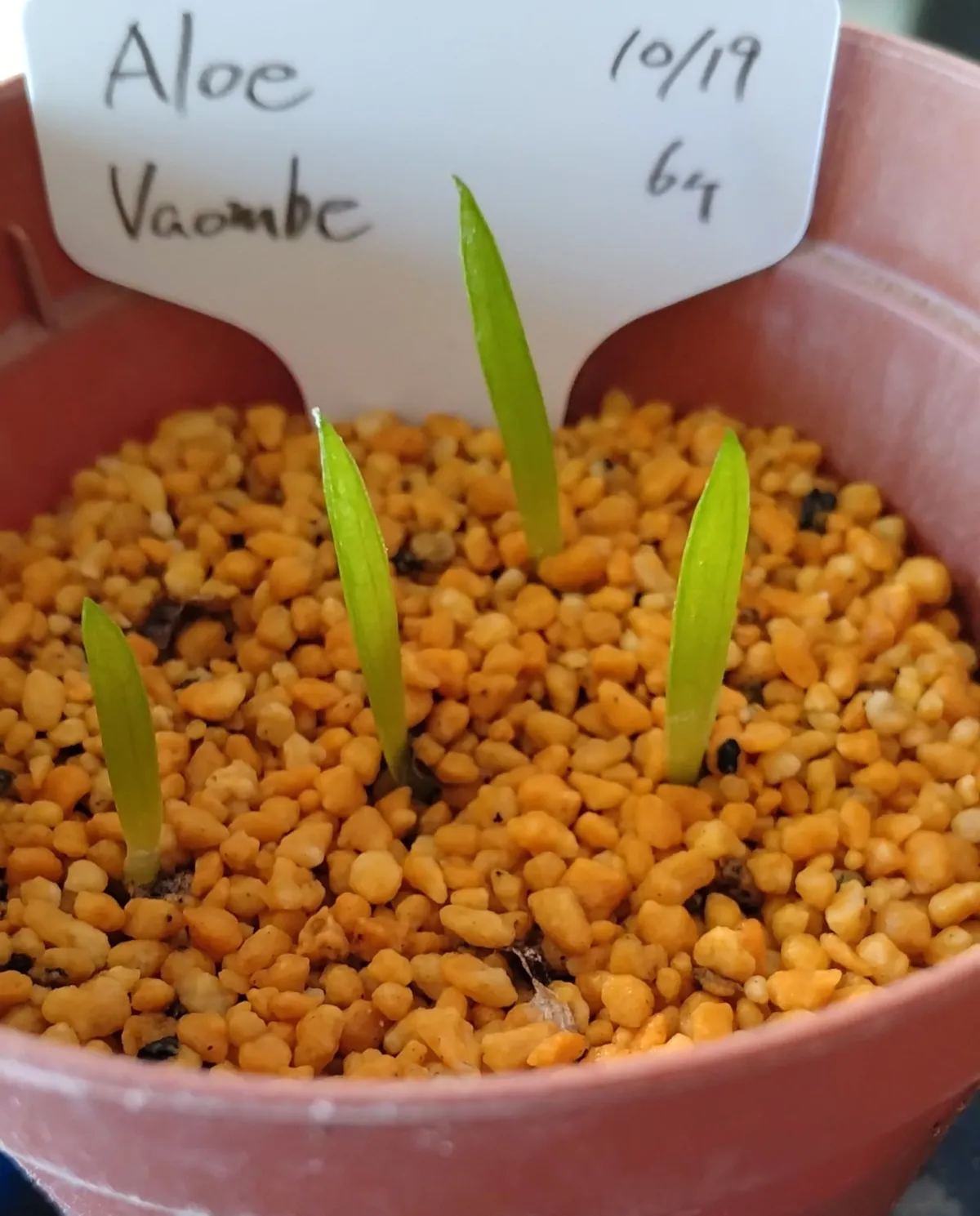 Aloe vaombe (アロエ バオンベ)