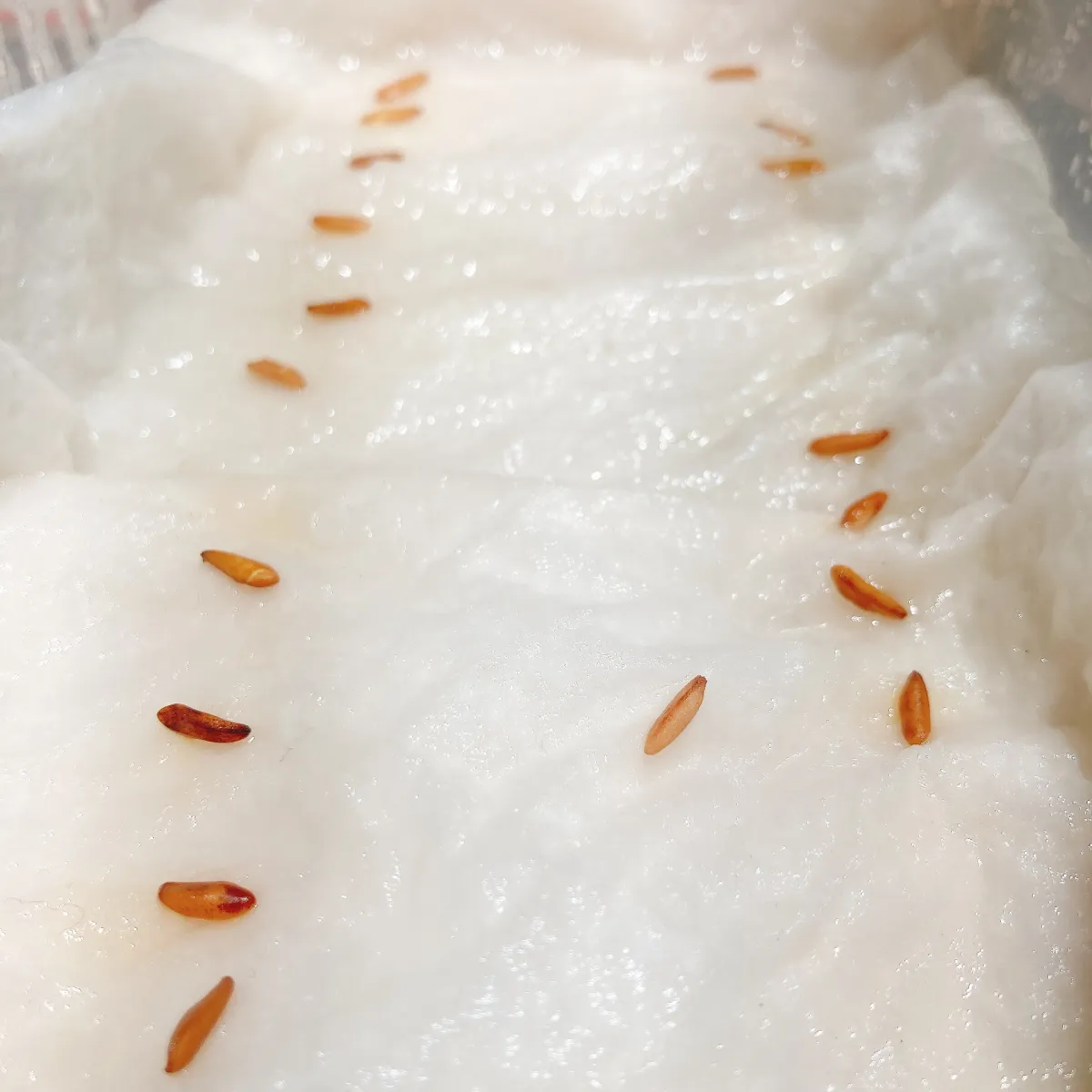 [無料種子] 発芽難 パキポディウム グラキリス　 Pachypodium rosulatum var. gracilius