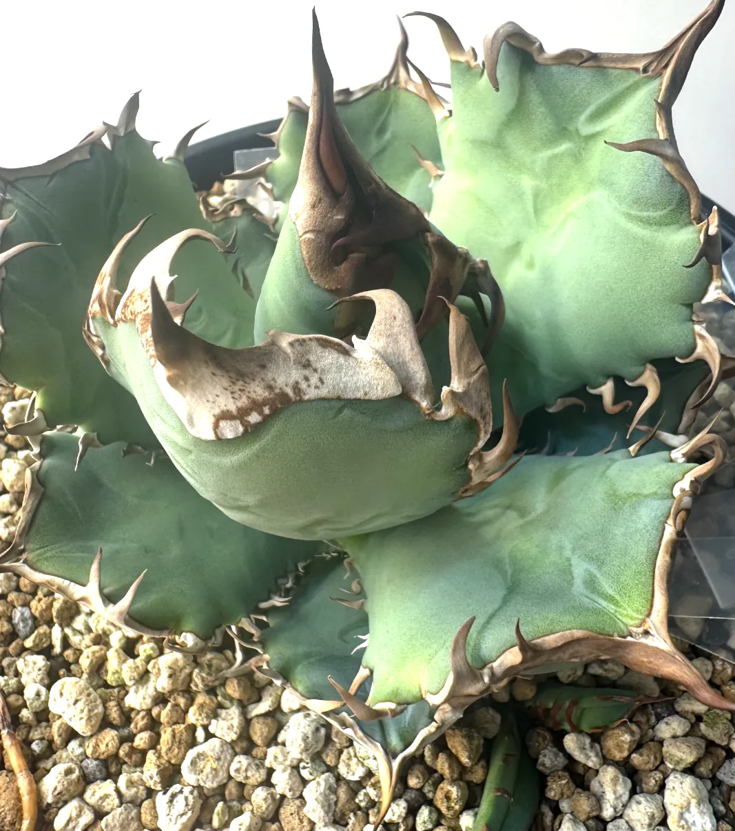 種子] アガベ オテロイ Lot.2023E（2023年ロット）｜多肉植物 メキシコ