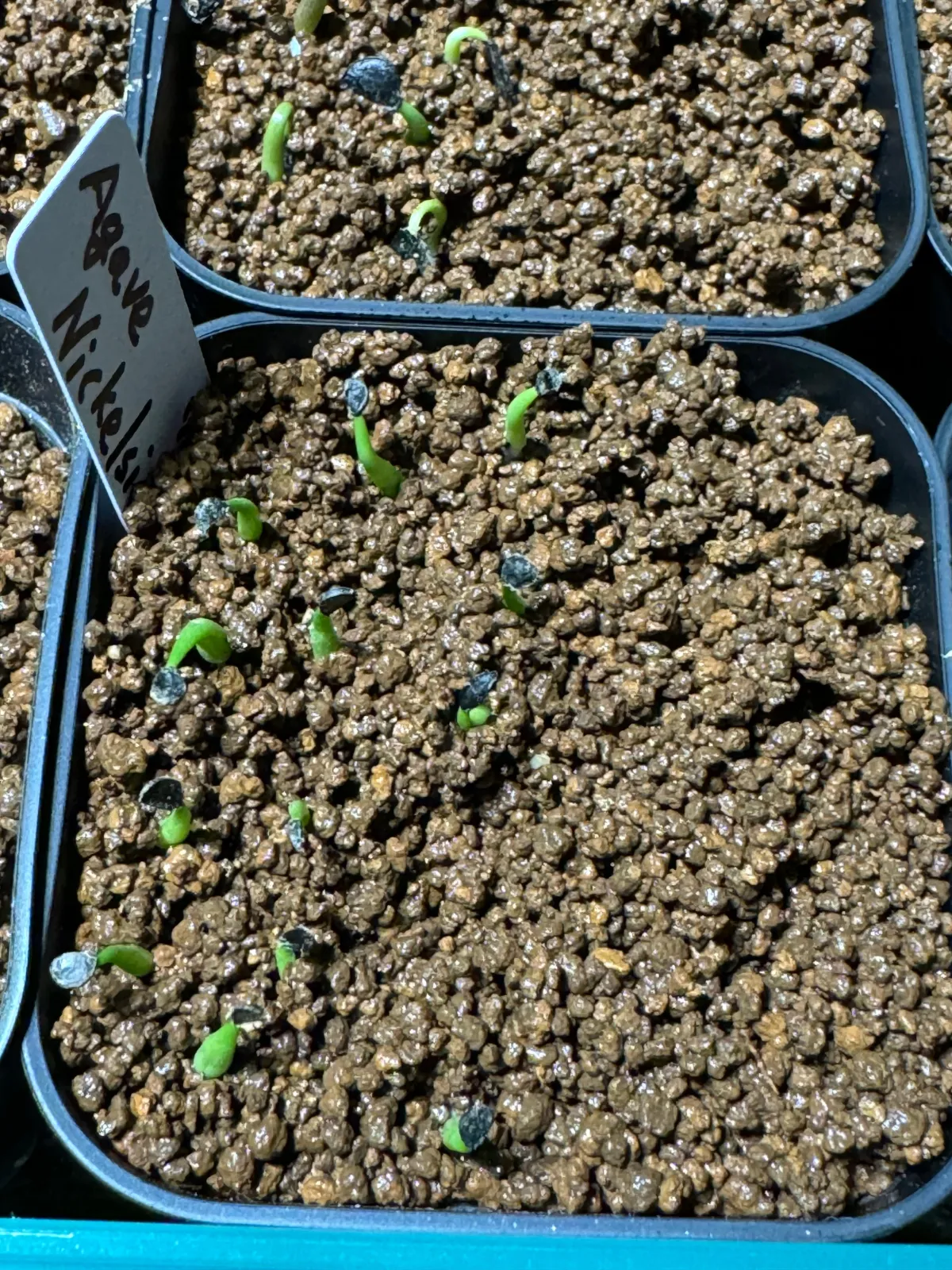 Agave nickelsiae (アガベ ニッケルシー)