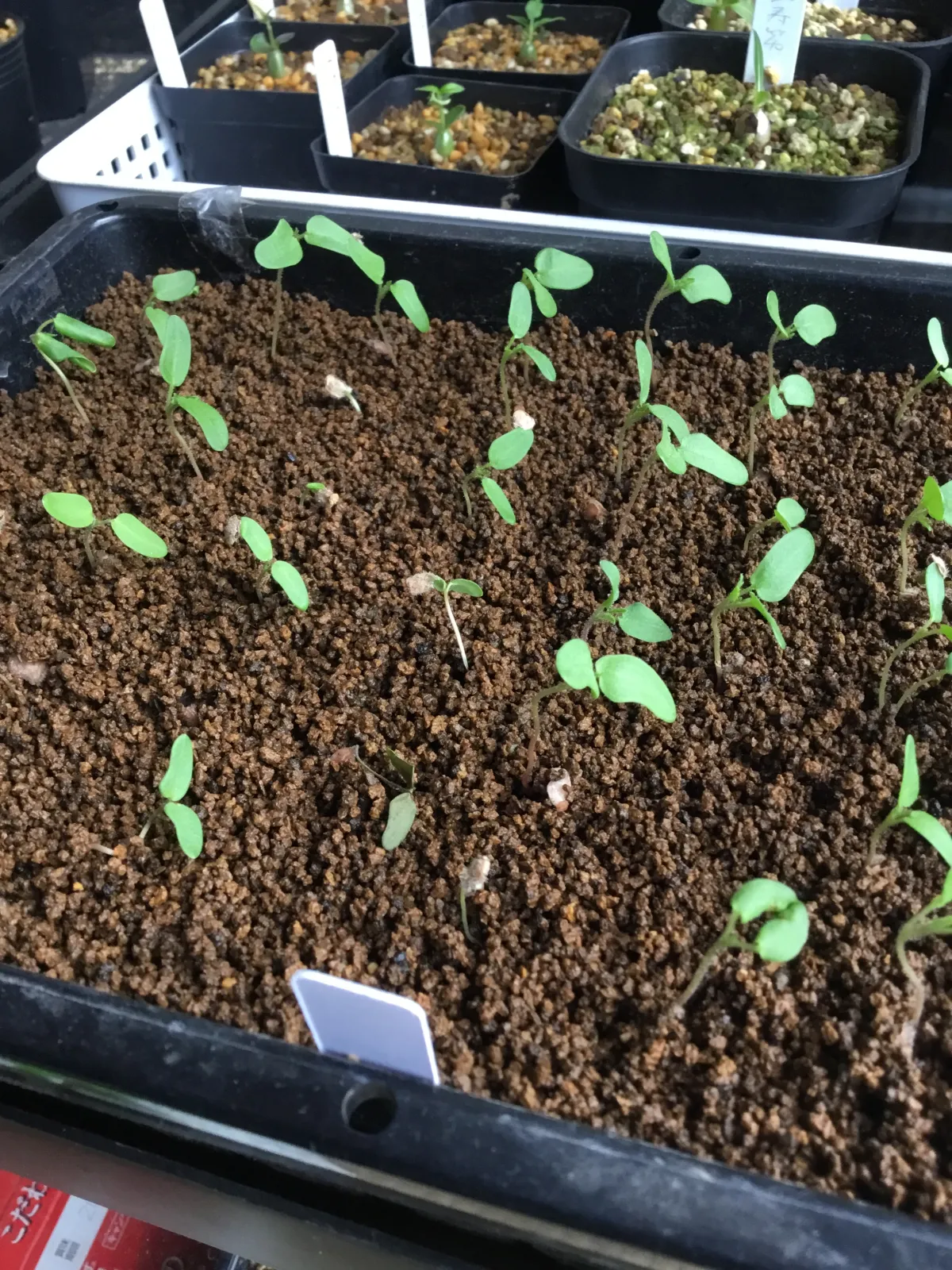 Pachycormus discolor (パキコルムス ディスカラー)