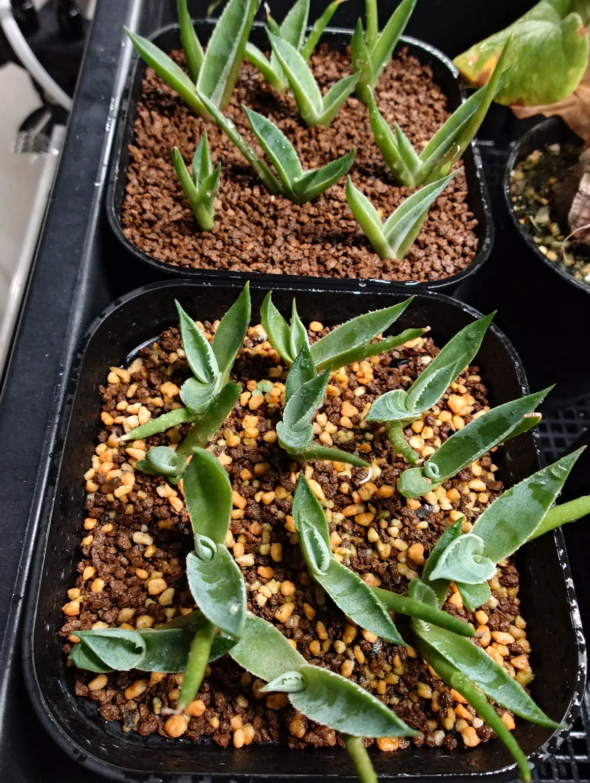 Agave montana (アガベ モンタナ)