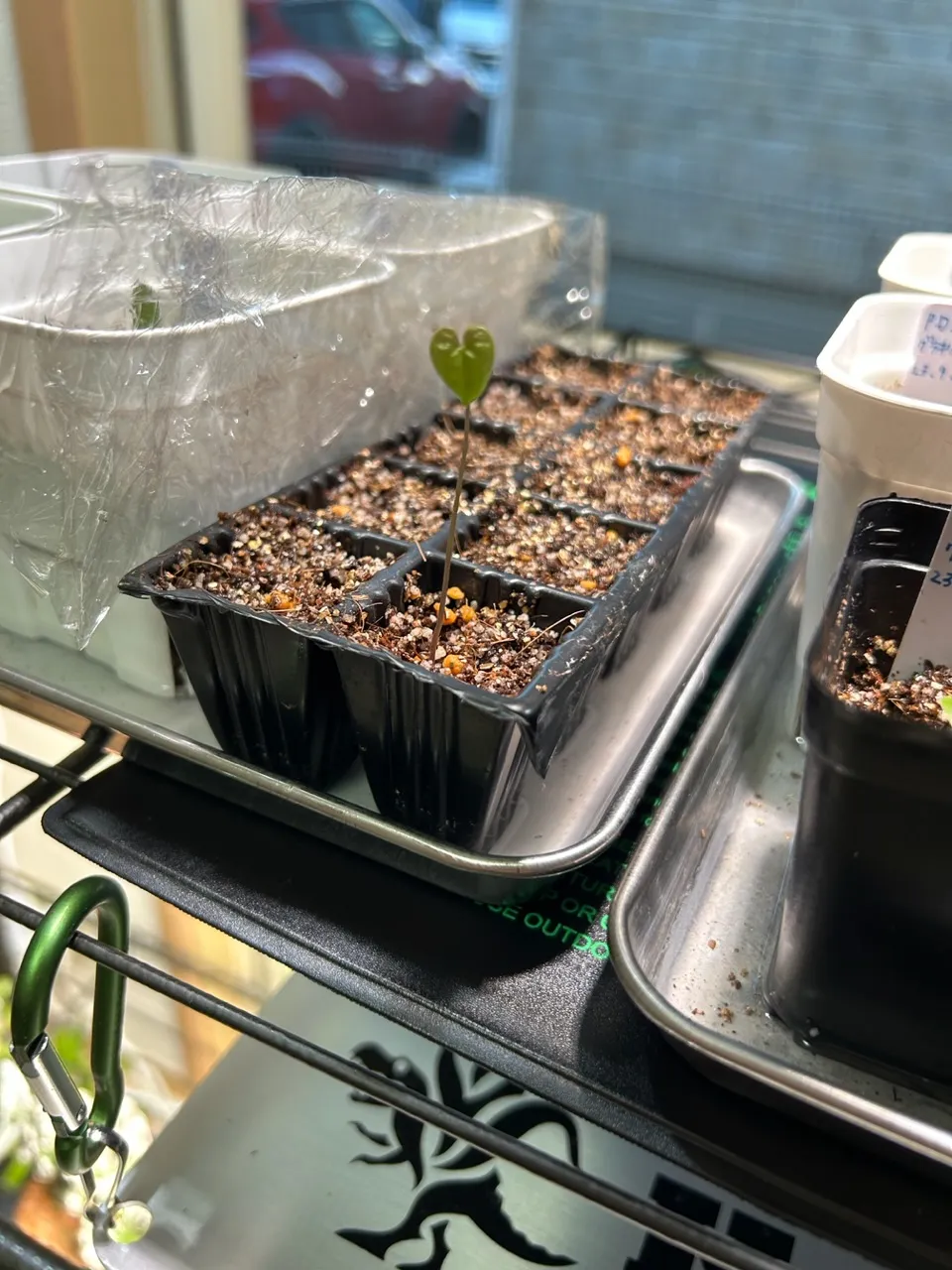 Dioscorea elephantipes (ディオスコレア エレファンティペス2023F)