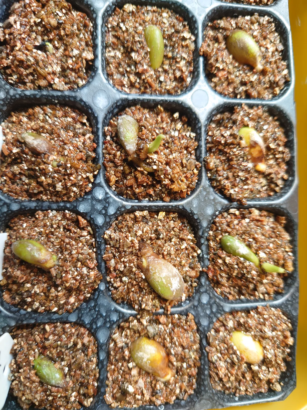 Monstera deliciosa Tauerii (モンステラ タウエリー)