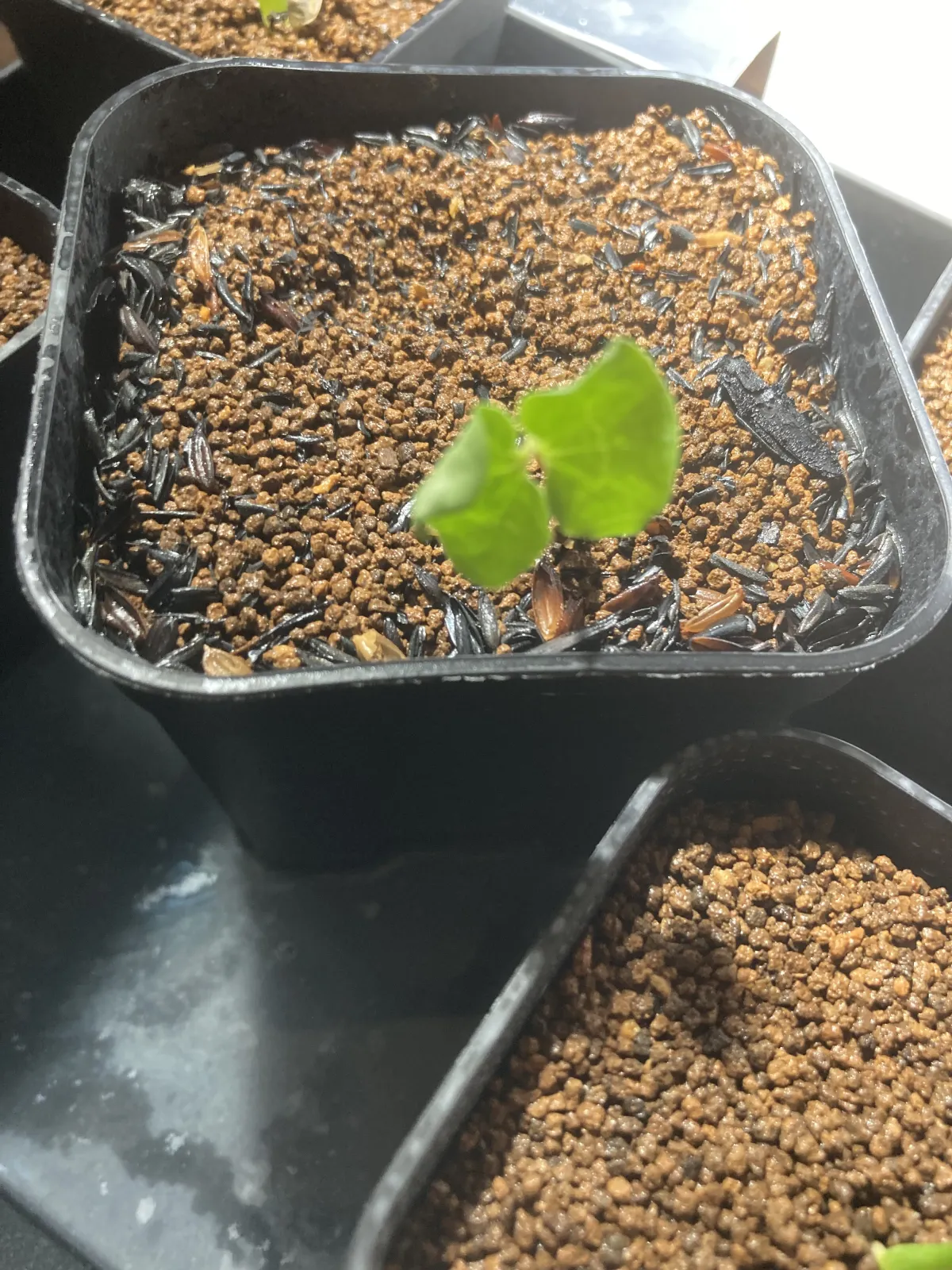 Commiphora orbicularis (コミフォラ オルビクラリス)