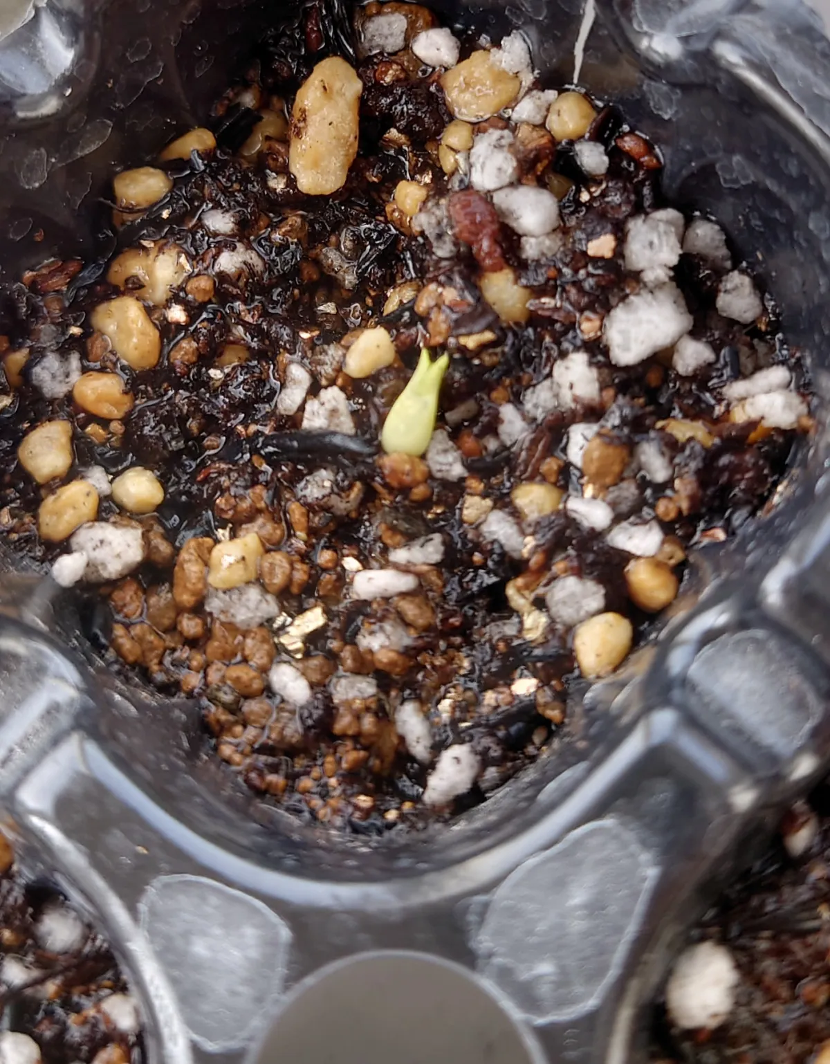 Pachypodium bispinosum (パキポディウム ビスピノーサム)