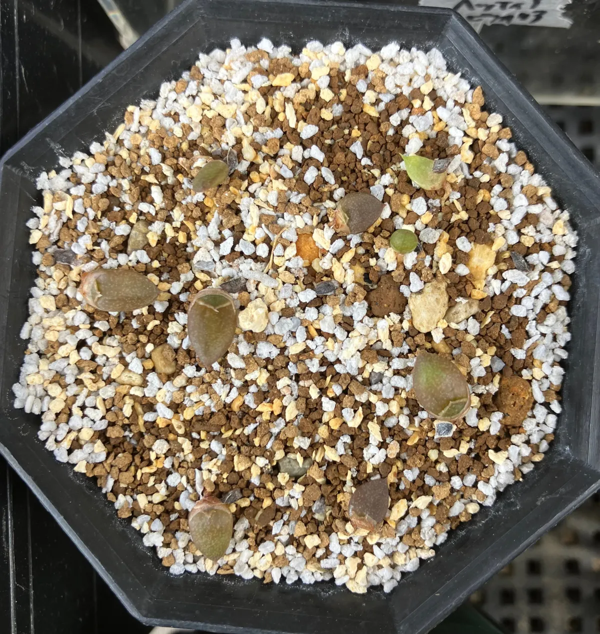 Aloe microstigma subsp. microstigma (アロエ ミクロスティグマ)