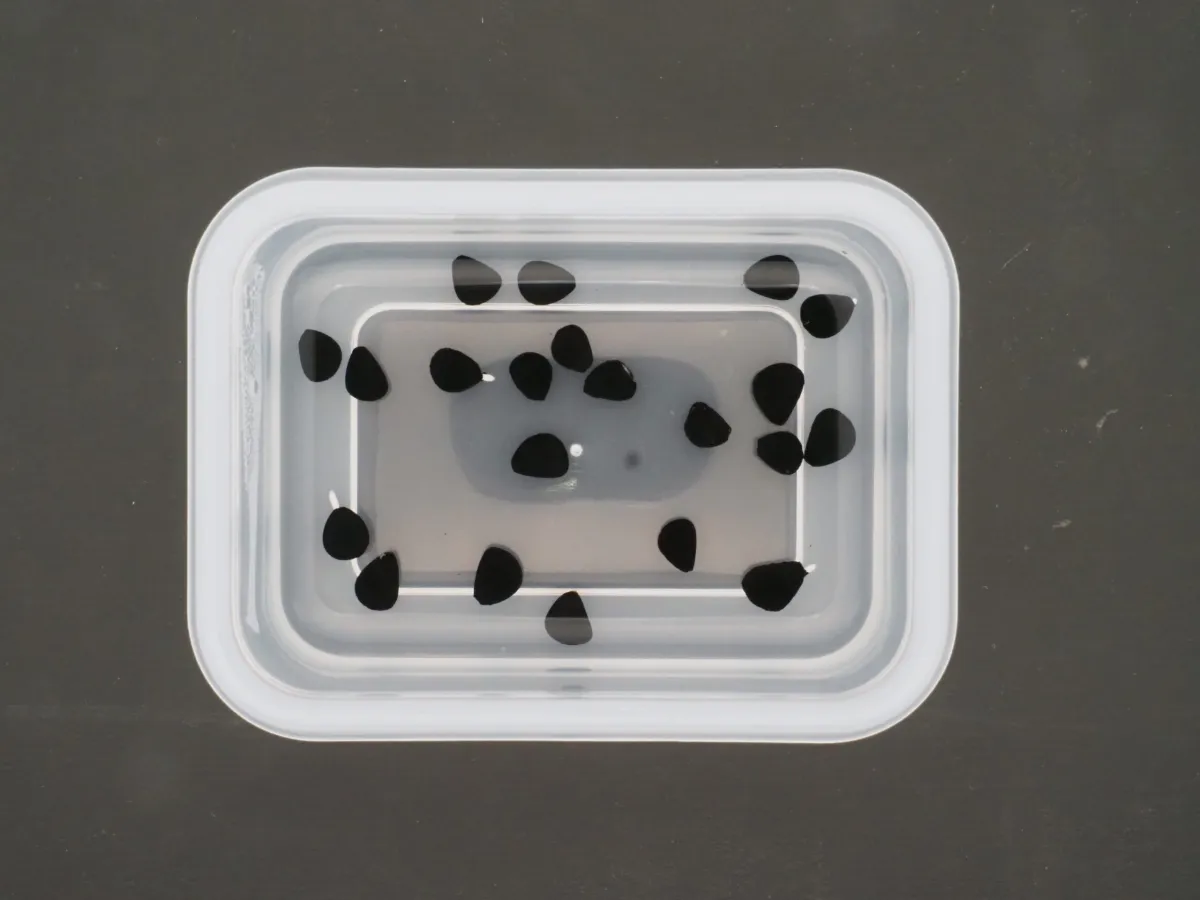 Yucca rostrata (ユッカ ロストラータ)