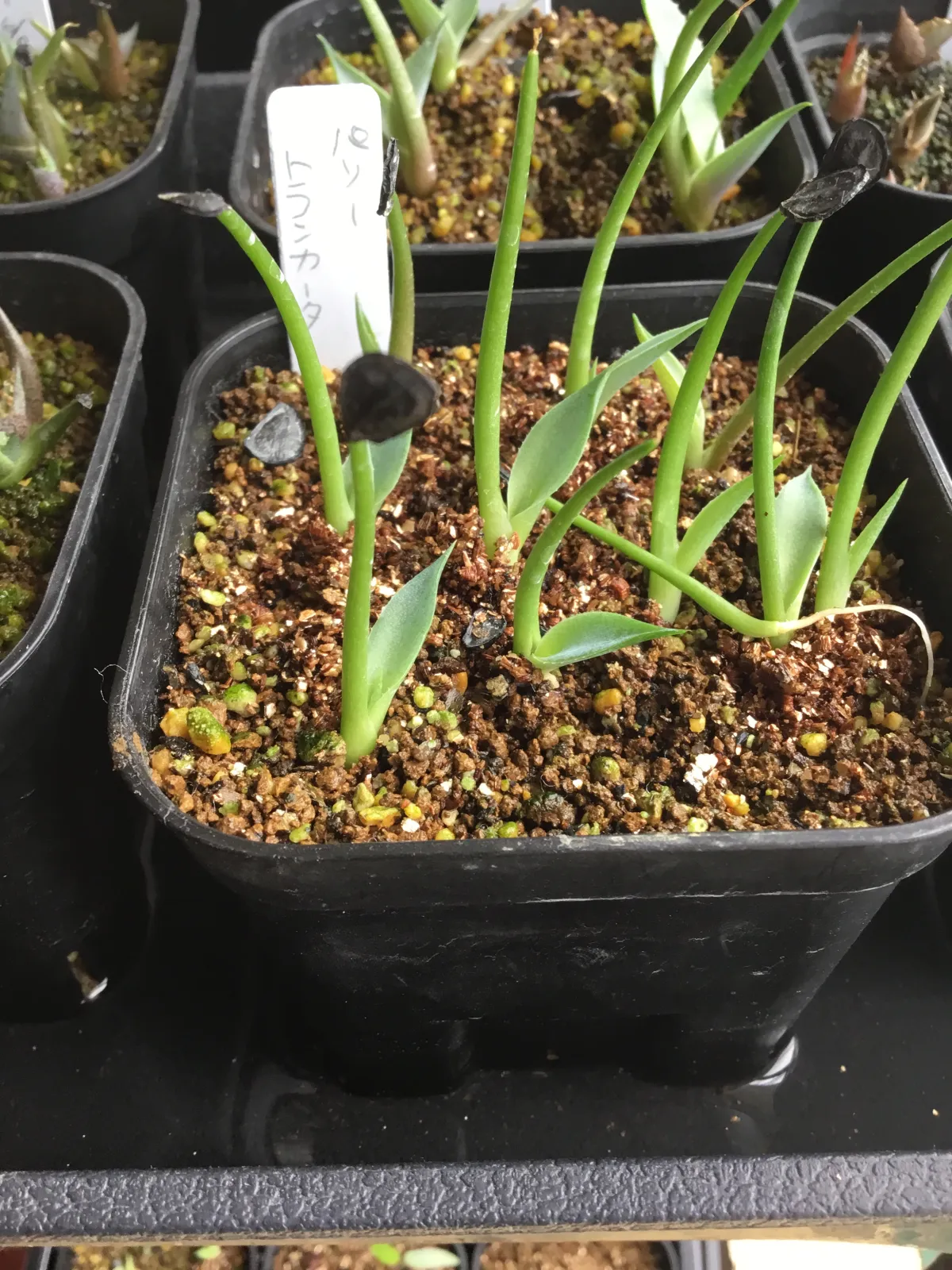 Agave parryi var. truncata (アガベ パリー トランカータ)