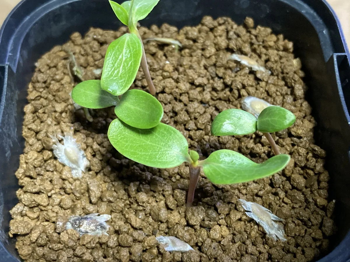 Fouquieria formosa (フォークイエリア フォルモサ)