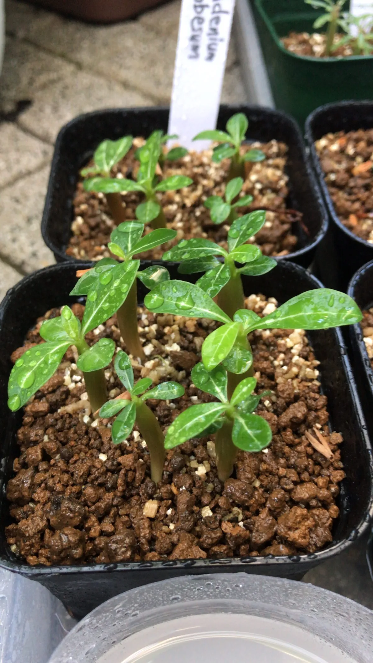 Adenium obesum (アデニウム オベスム)