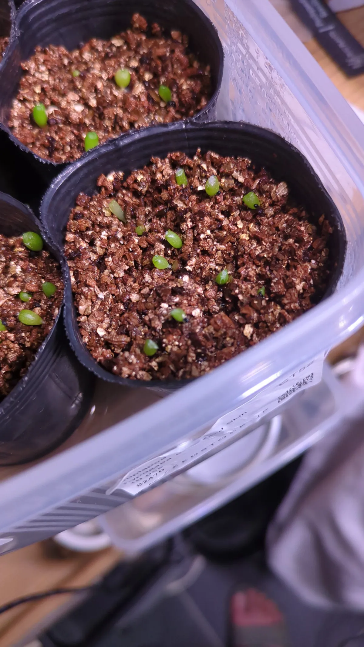 Copiapoa hypogaea Lizard Skin (コピアポア リザードスキン)