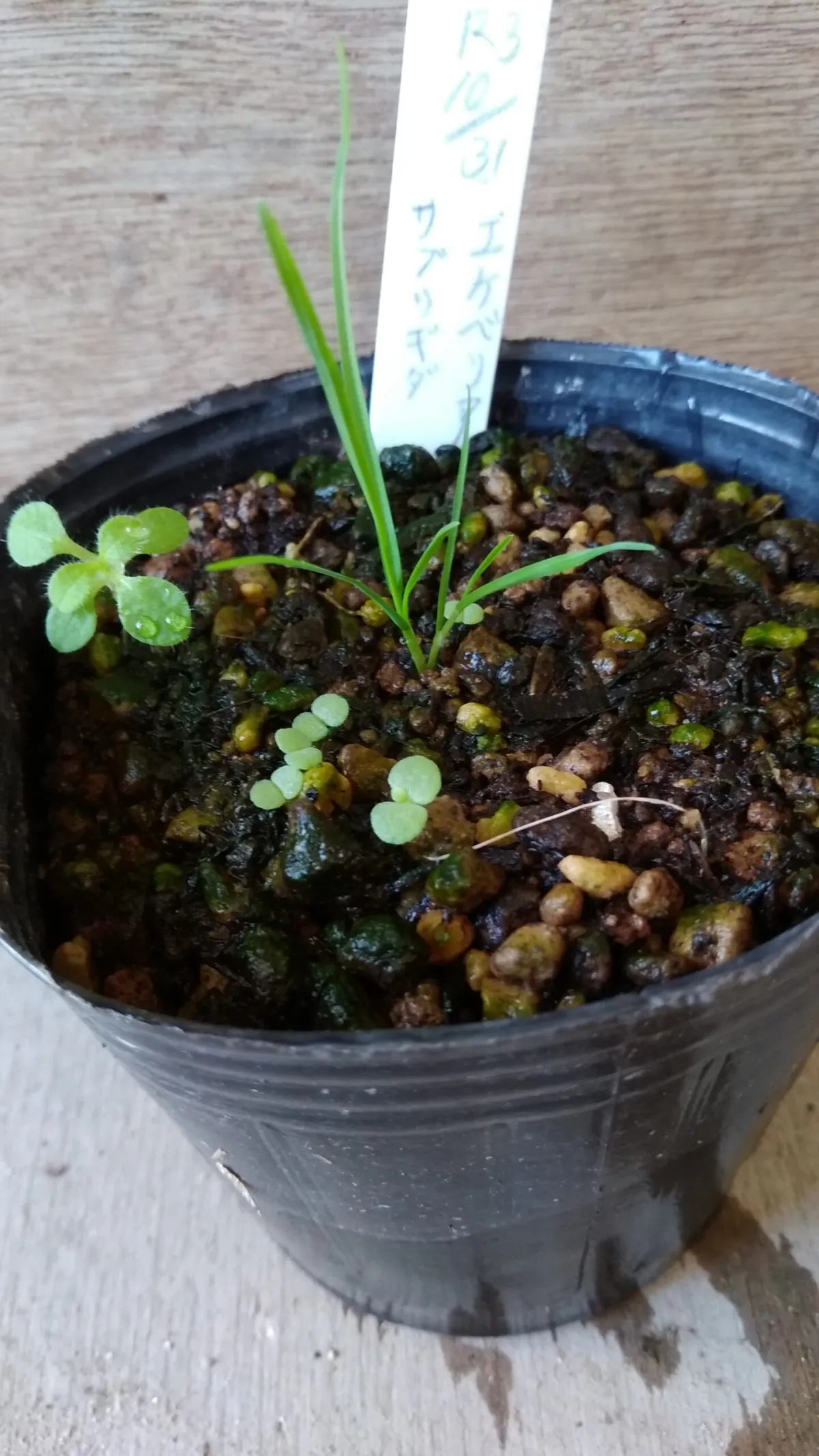 Echeveria subrigida (エケベリア サブリギダ)