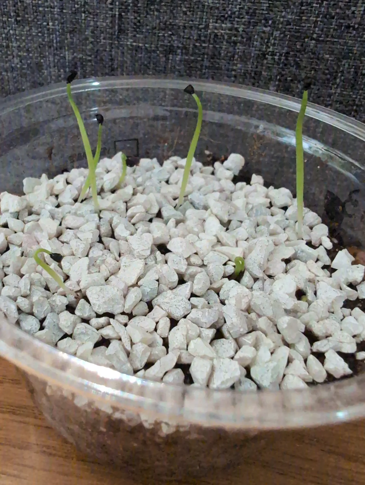 Agave schidigera White Stripe (アガベ シジゲラ ホワイトストライプ)