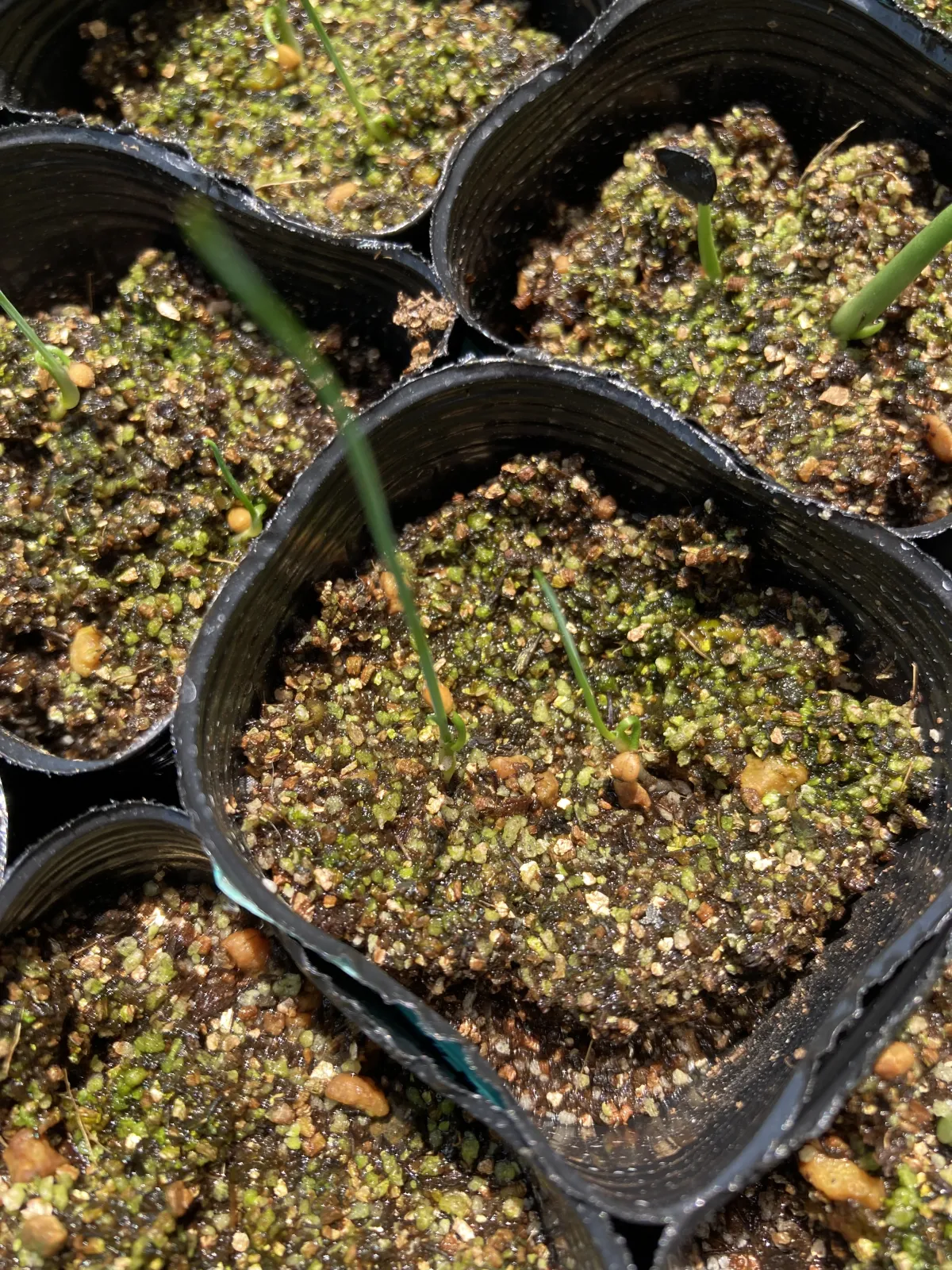 Dasylirion wheeleri (ダシリリオン ウィーレリ)