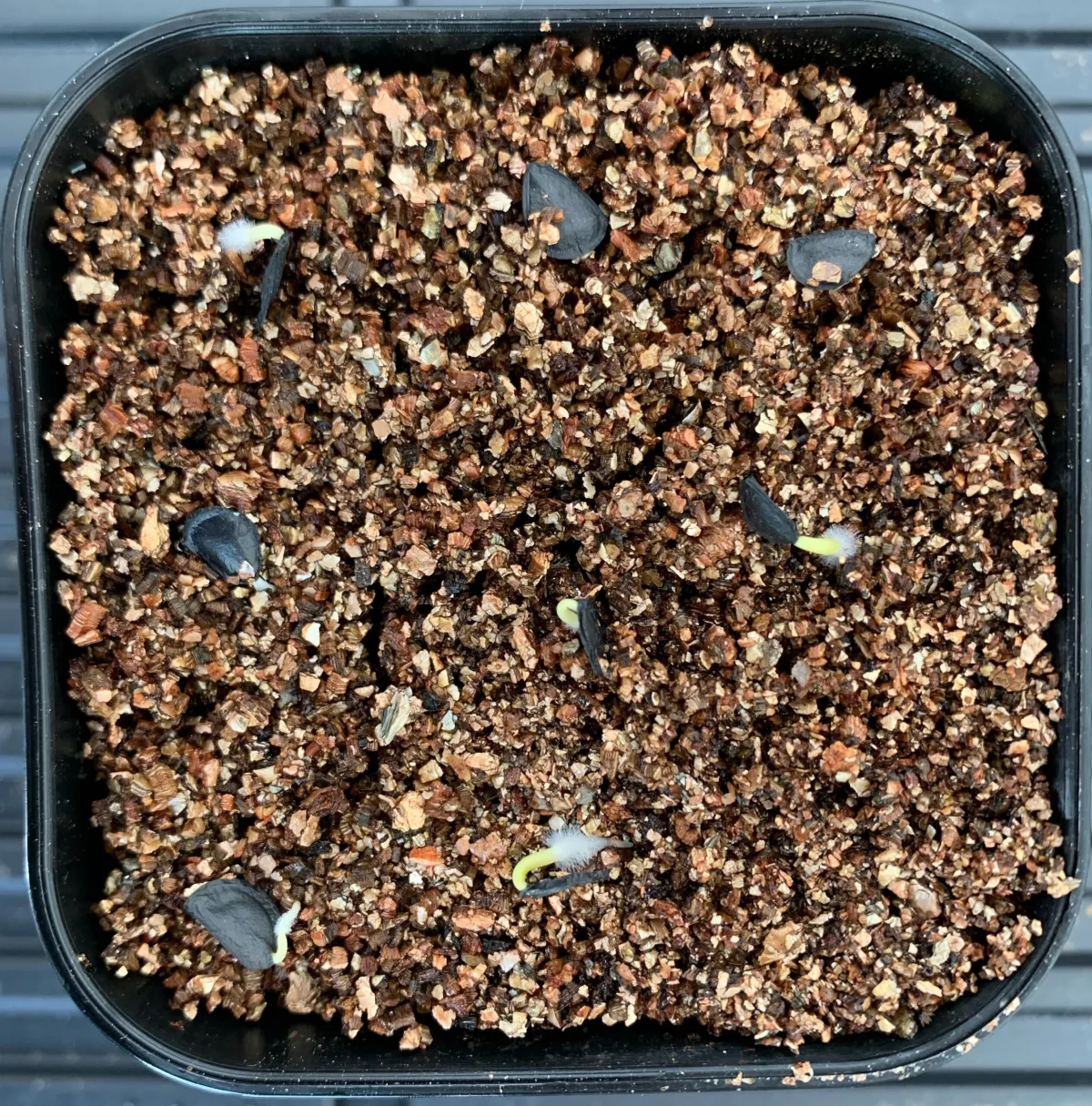 Agave parryi subsp. parryi (アガベ パリー)