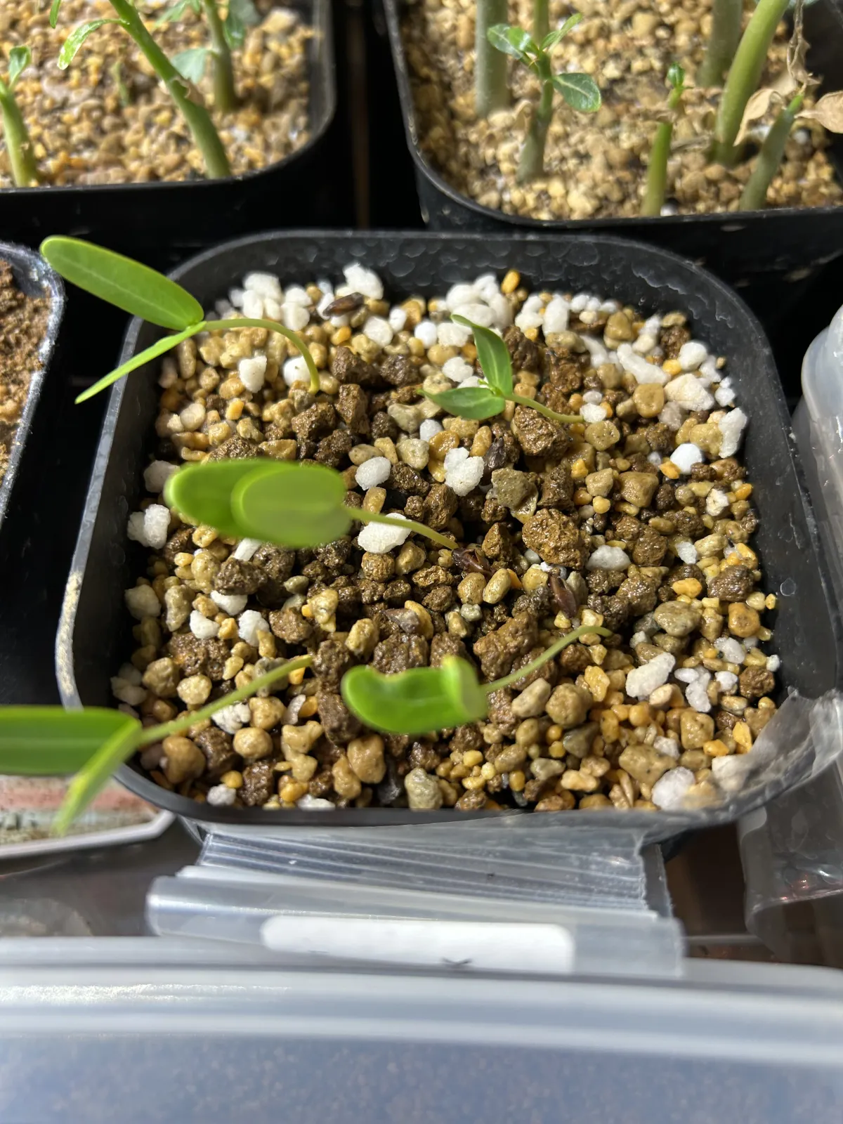 Senna meridionalis (センナ メリディオナリス)